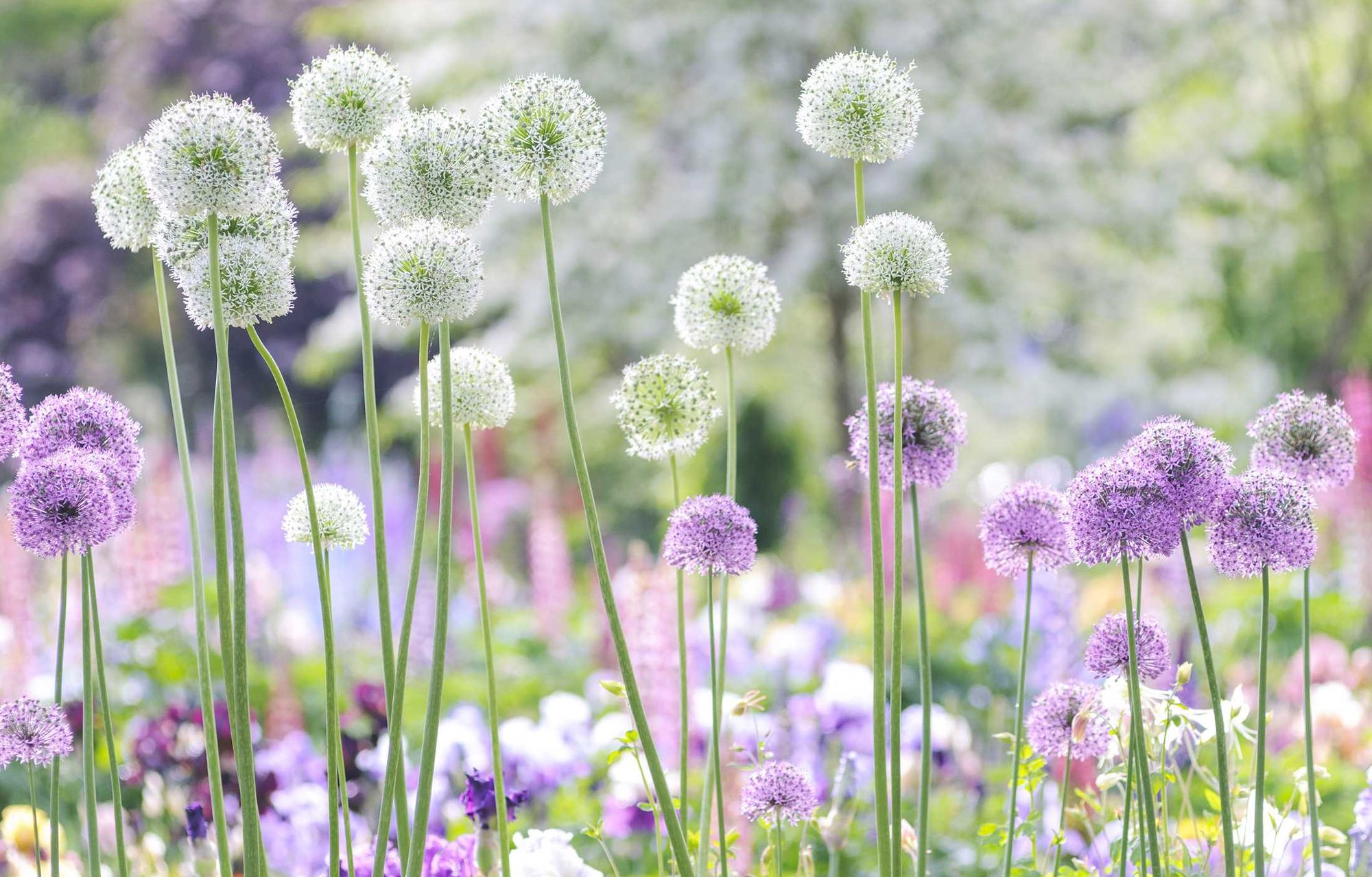 Beautiful Blooms: A Photographic Celebration