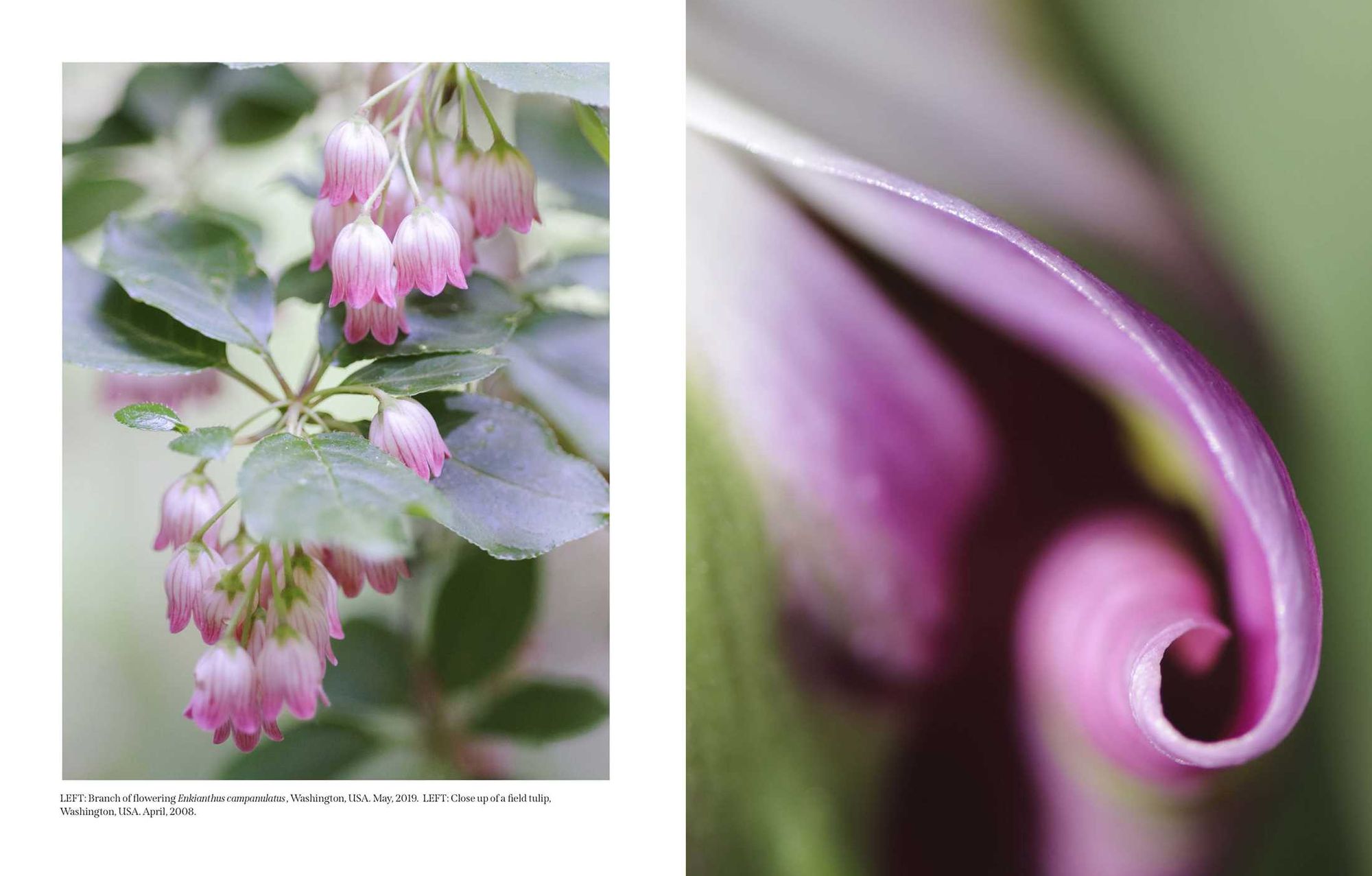 Beautiful Blooms: A Photographic Celebration
