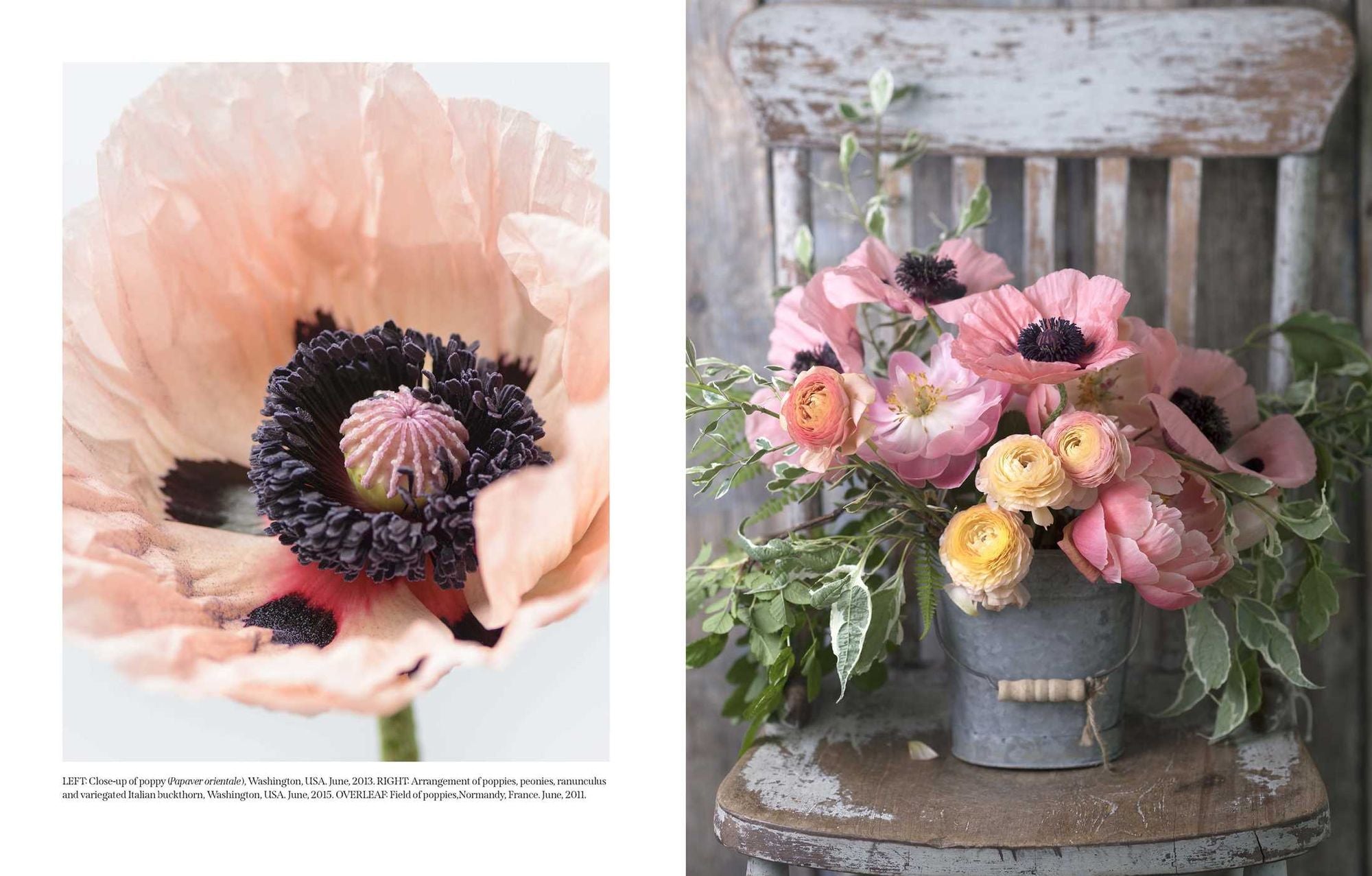 Beautiful Blooms: A Photographic Celebration