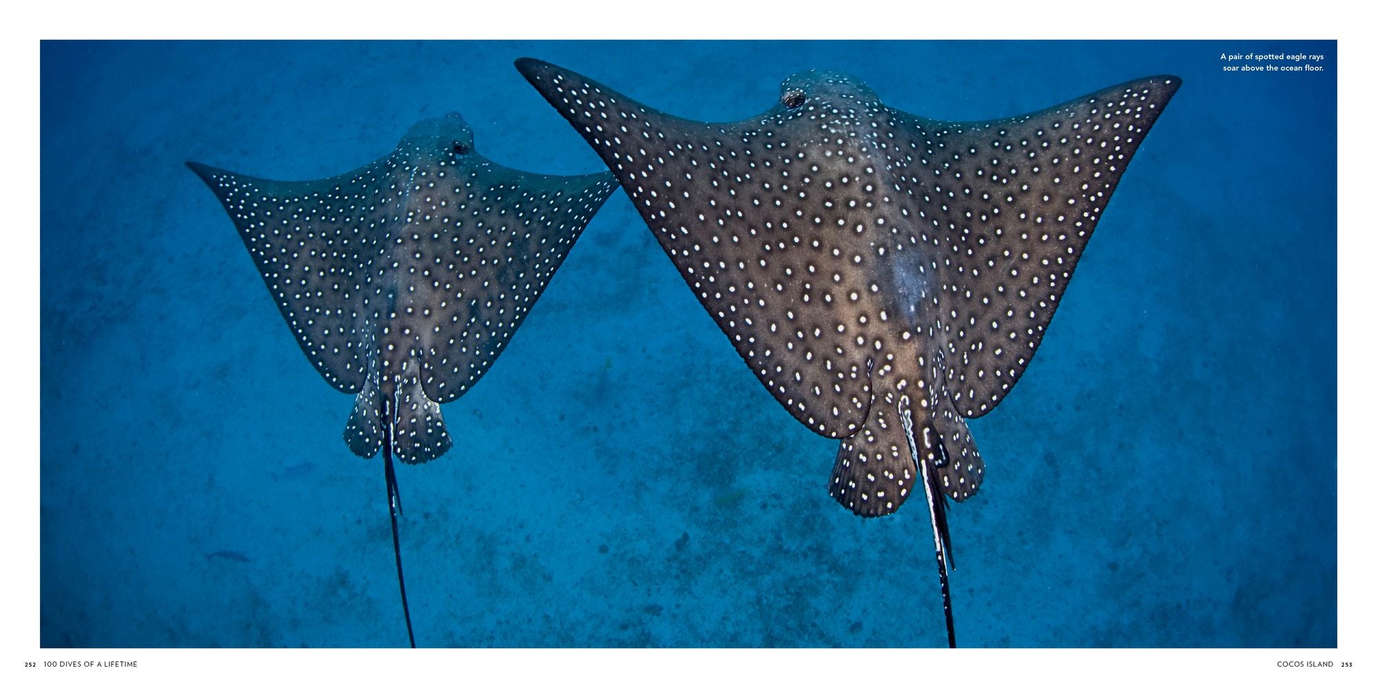 100 Dives of a Lifetime: The World's Ultimate Underwater Destinations