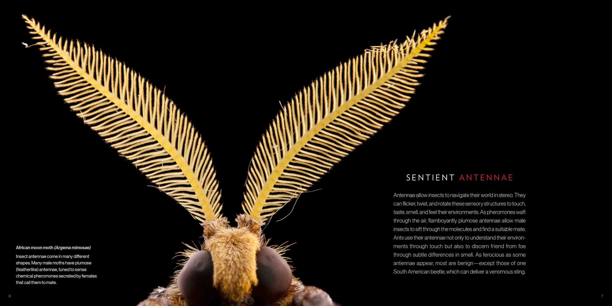 National Geographic Photo Ark Insects: Butterflies, Bees, and Kindred Creatures