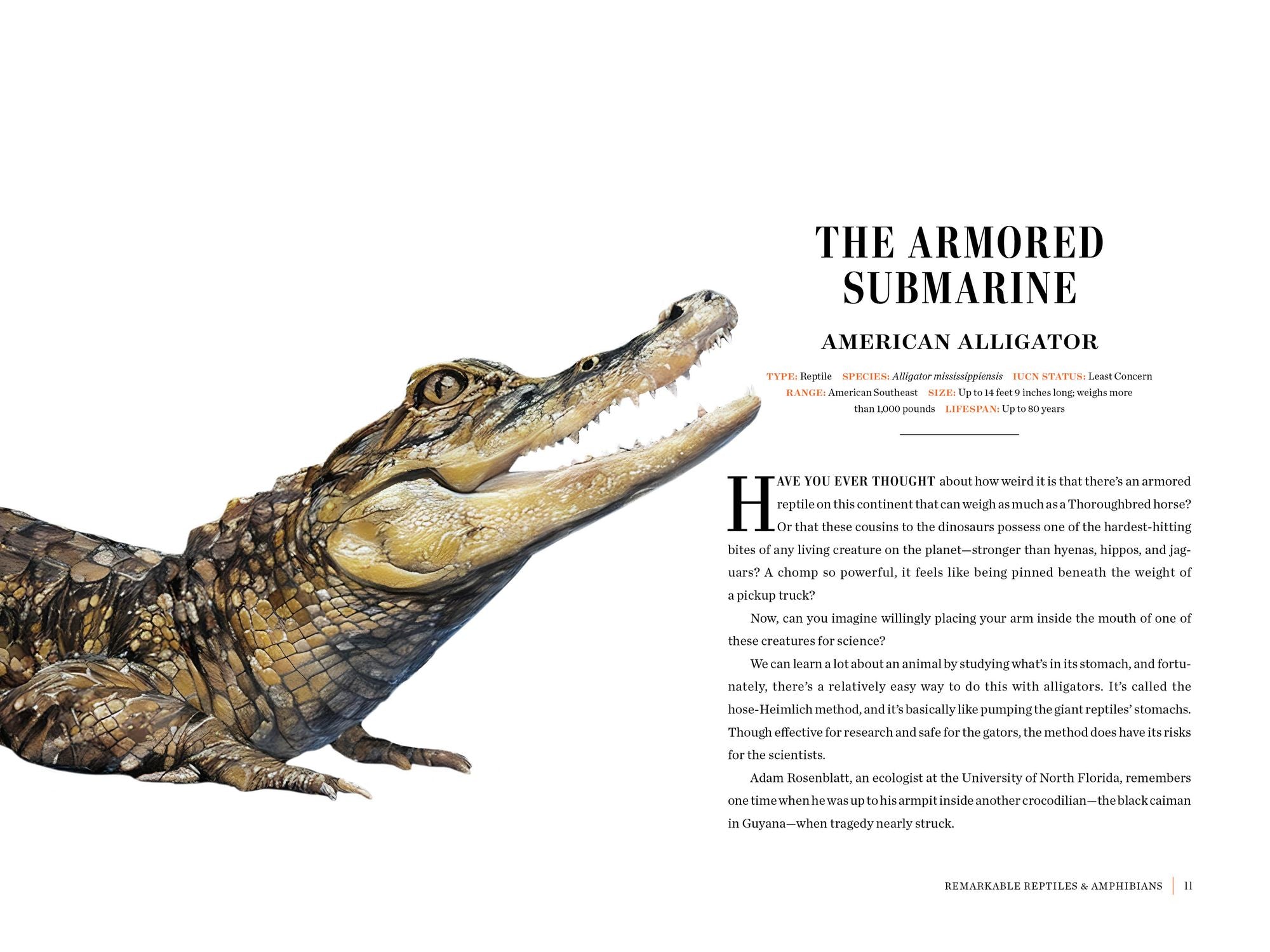 Grizzled: Love Letters to 50 of North America's Least Understood Animals