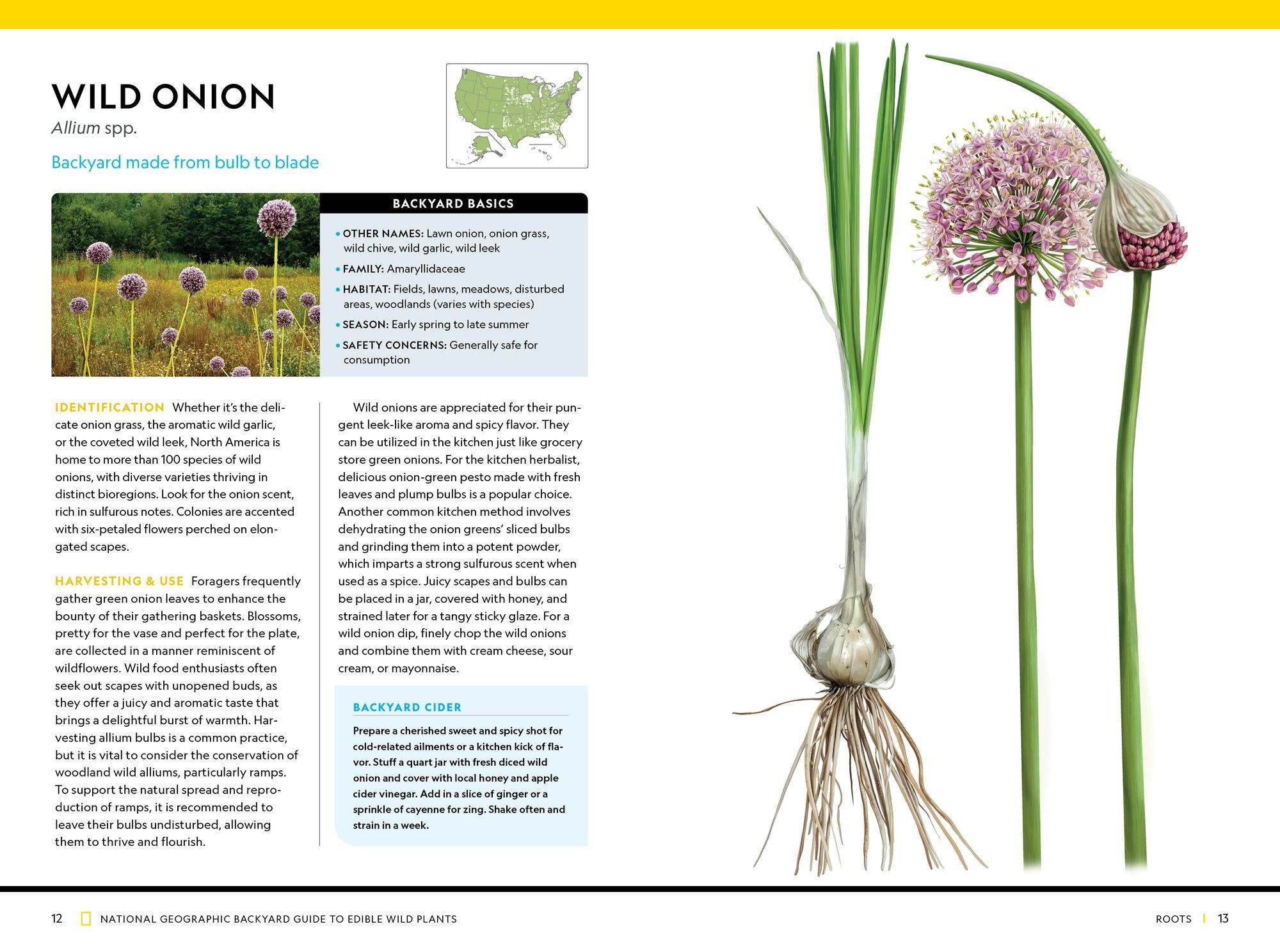 National Geographic Backyard Guide to Edible Wild Plants