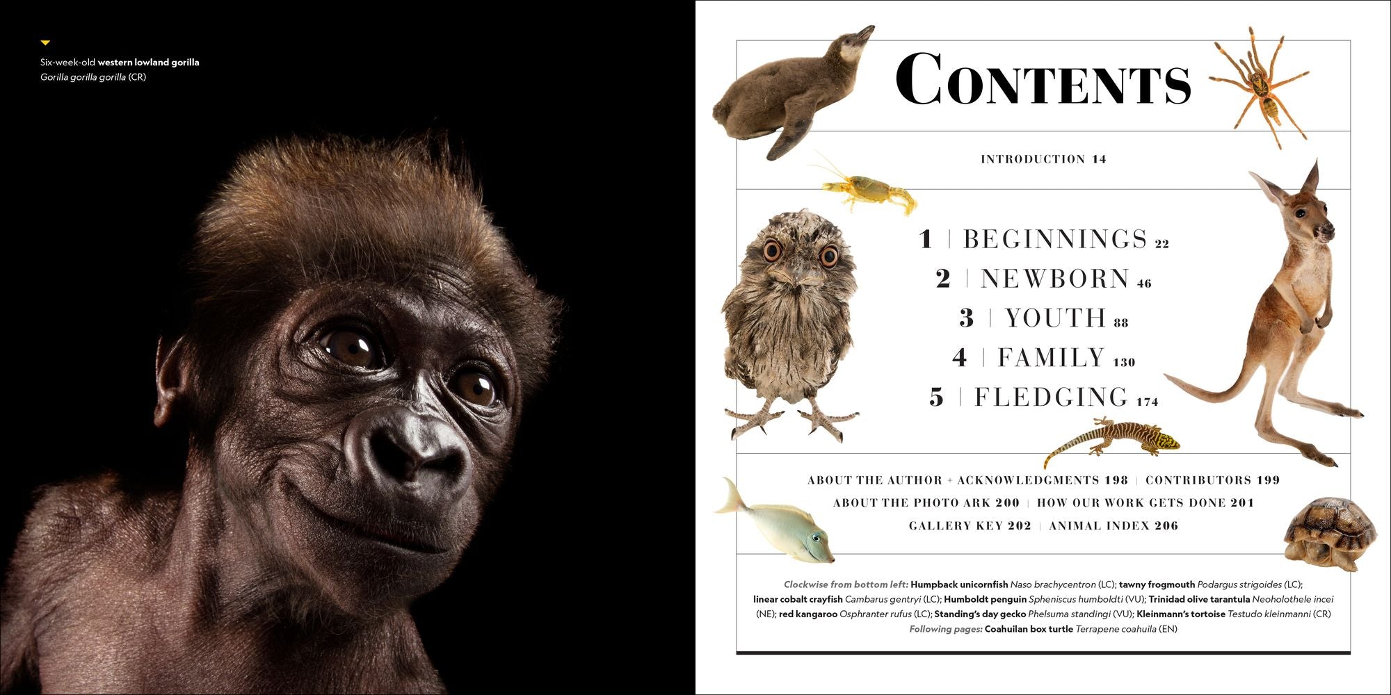 National Geographic Photo Ark Babies: Growing Up in the Animal World