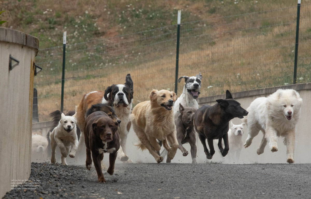 Saved by the Pack: How 50 Dogs Helped Me Find My Purpose