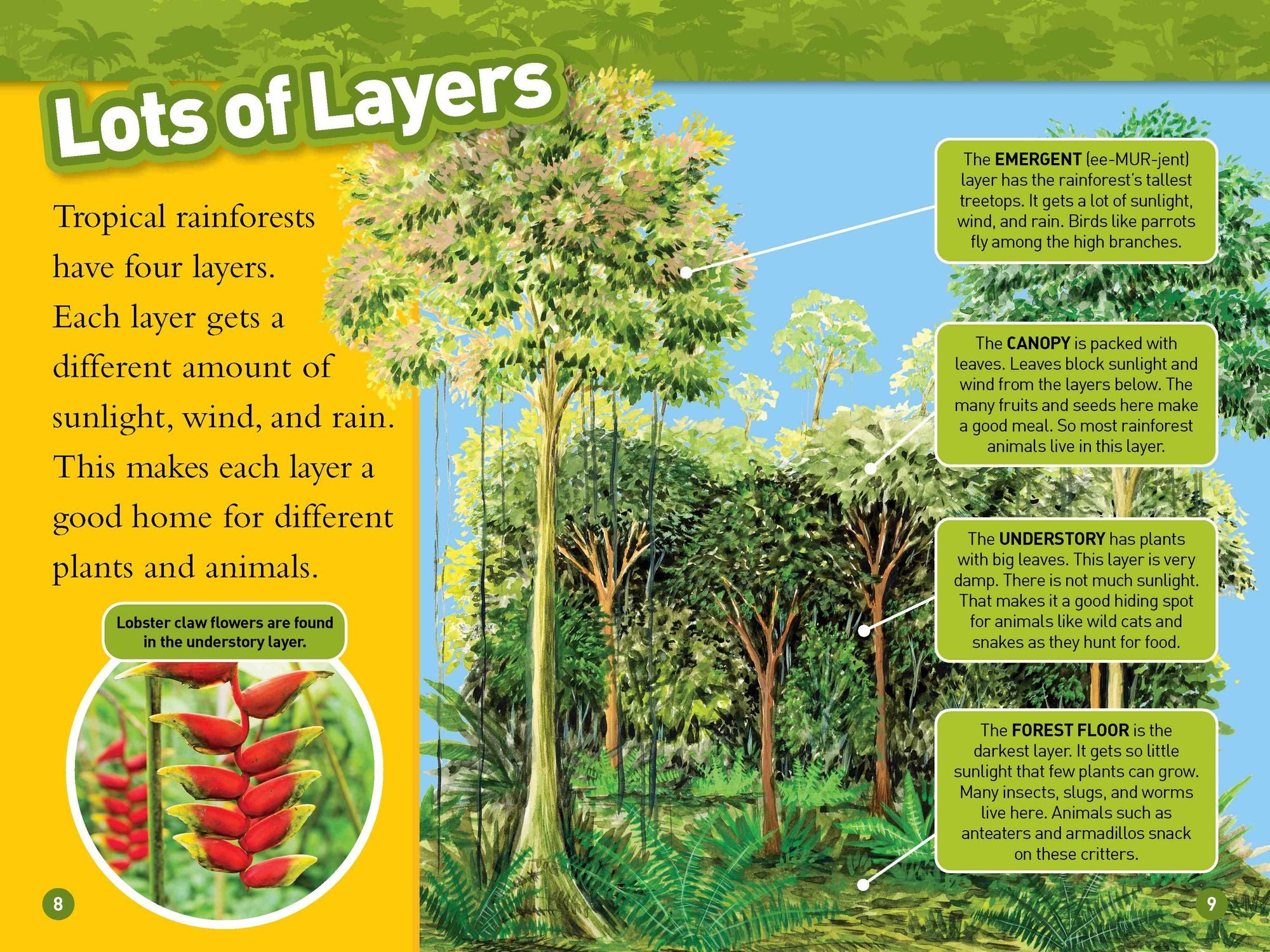 Rainforests (National Geographic Kids Readers, Level 2)