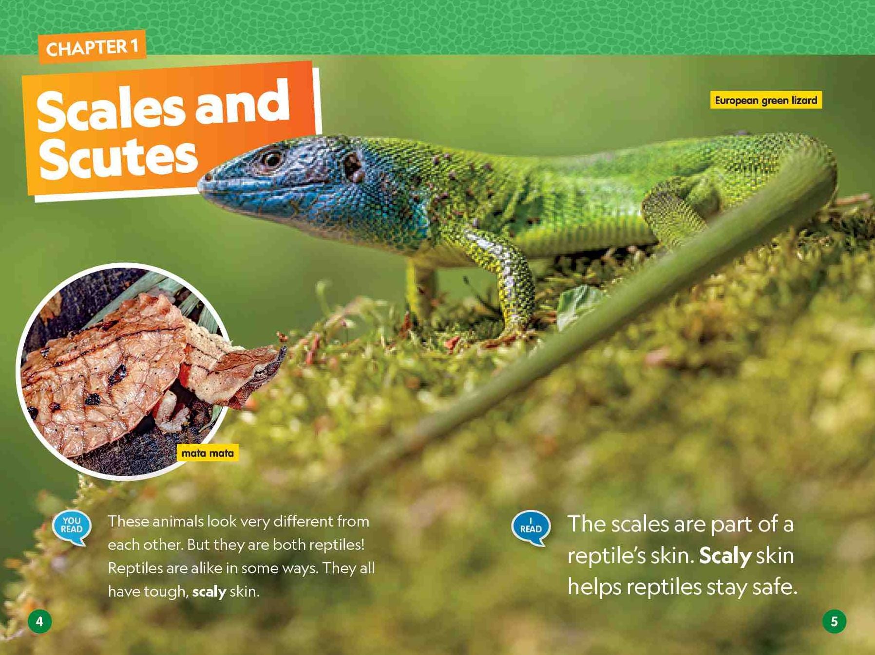 Reptiles (National Geographic Kids Readers, Level 1/Co-Reader)