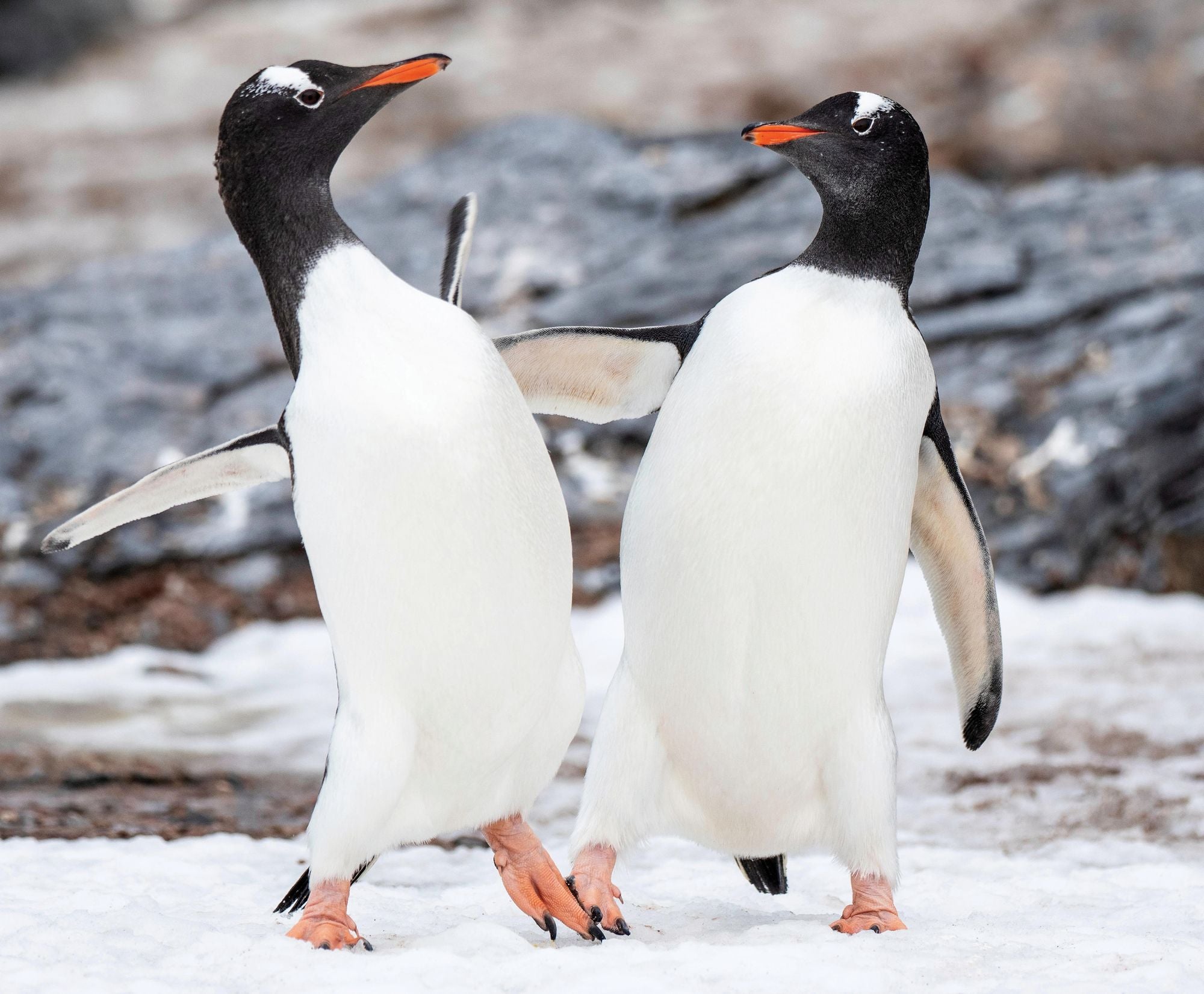 Penguin Palooza: A Fun, Photo-Filled Picture Book Celebration of All Things Penguin!