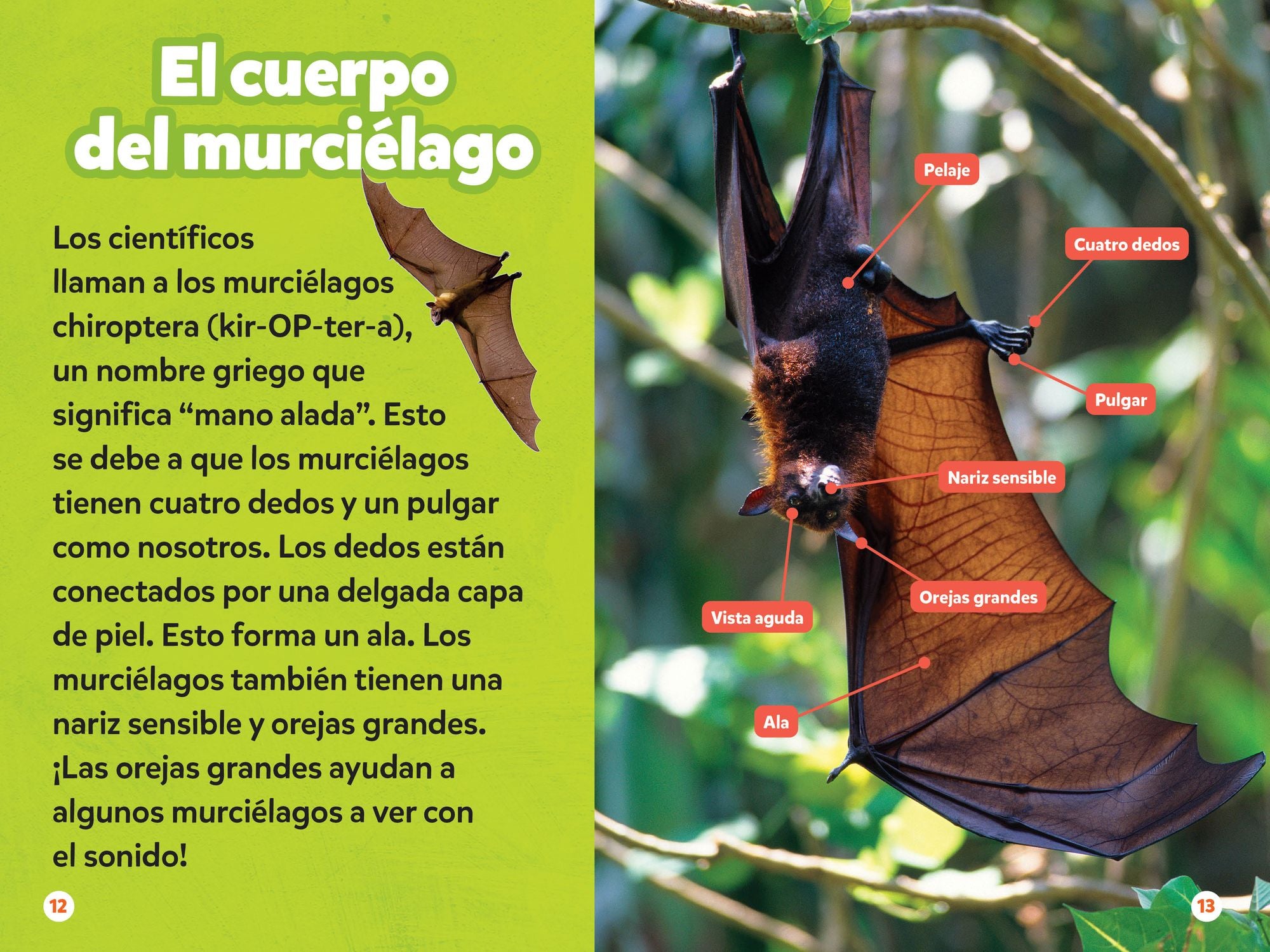 National Geographic Readers: Los Murciélagos