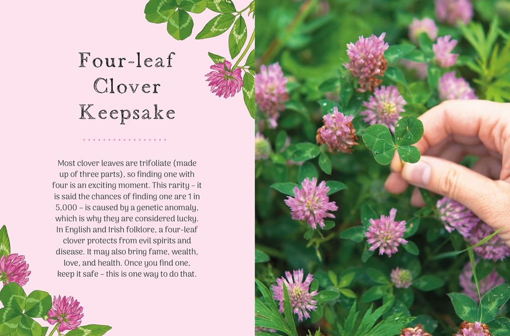 The Little Wild Library: Clover: Simple things to do with the plants around you.