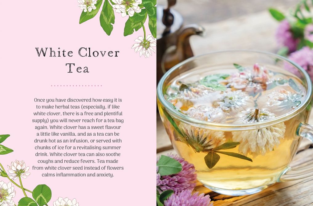 The Little Wild Library: Clover: Simple things to do with the plants around you.