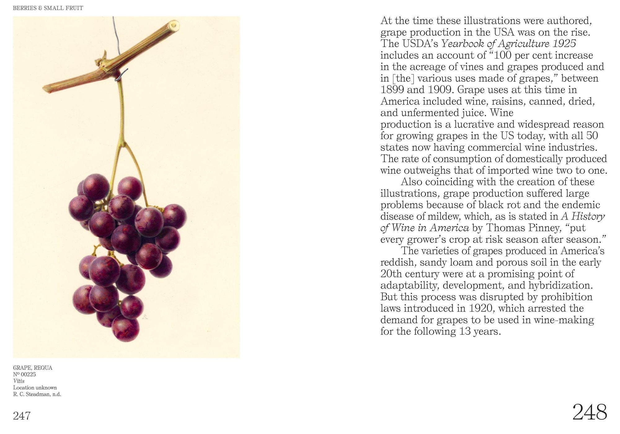 An Illustrated Catalog of American Fruits & Nuts