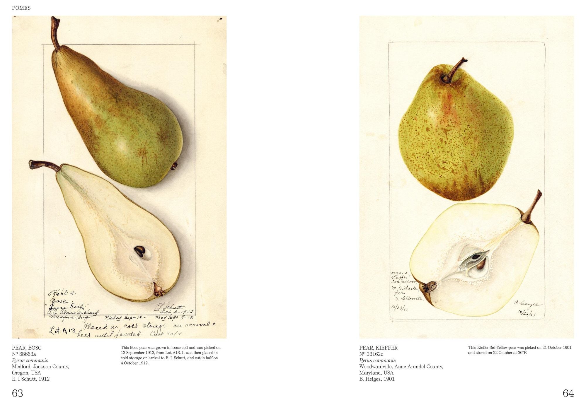 An Illustrated Catalog of American Fruits & Nuts