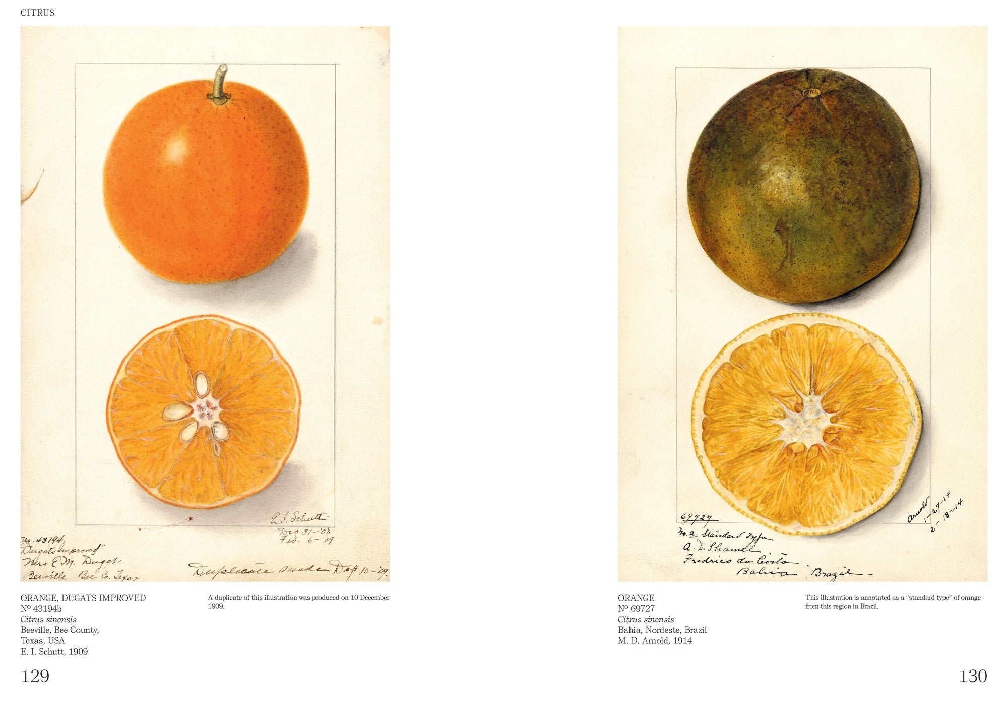 An Illustrated Catalog of American Fruits & Nuts