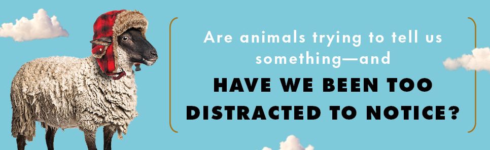 What Sheep Think About the Weather: How to Listen to What Animals Are Trying to Say