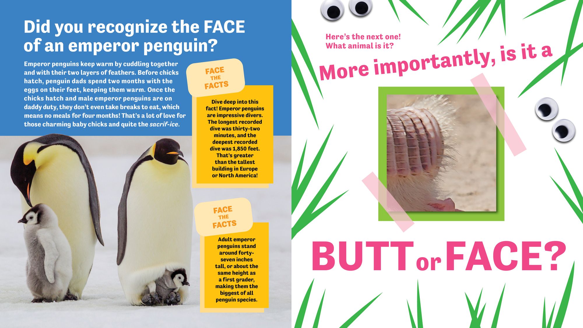 Butt or Face? Volume 4: Ador-A-Butts!