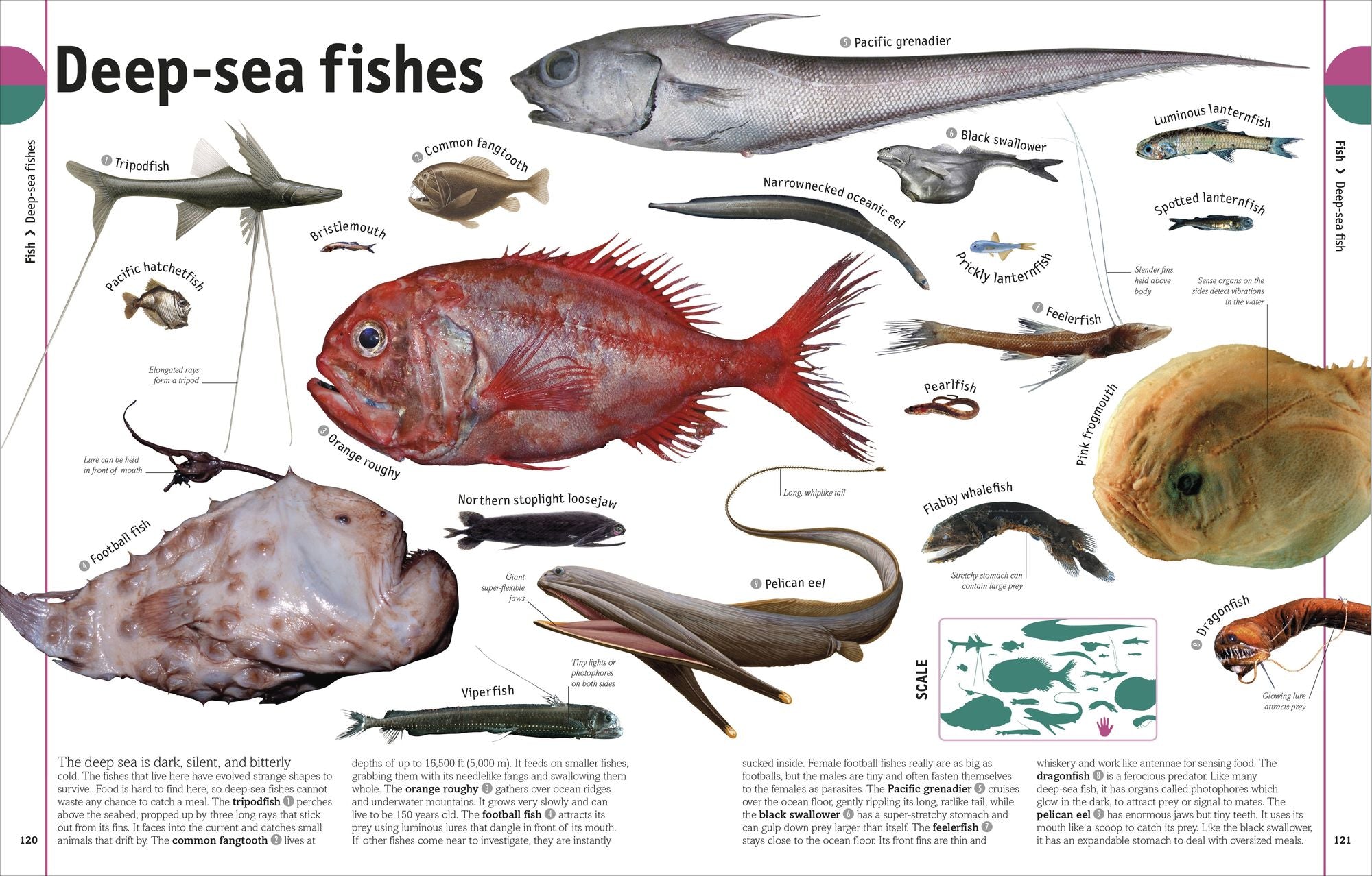 The Animal Book: A Visual Animal Kingdom Encyclopedia for Kids