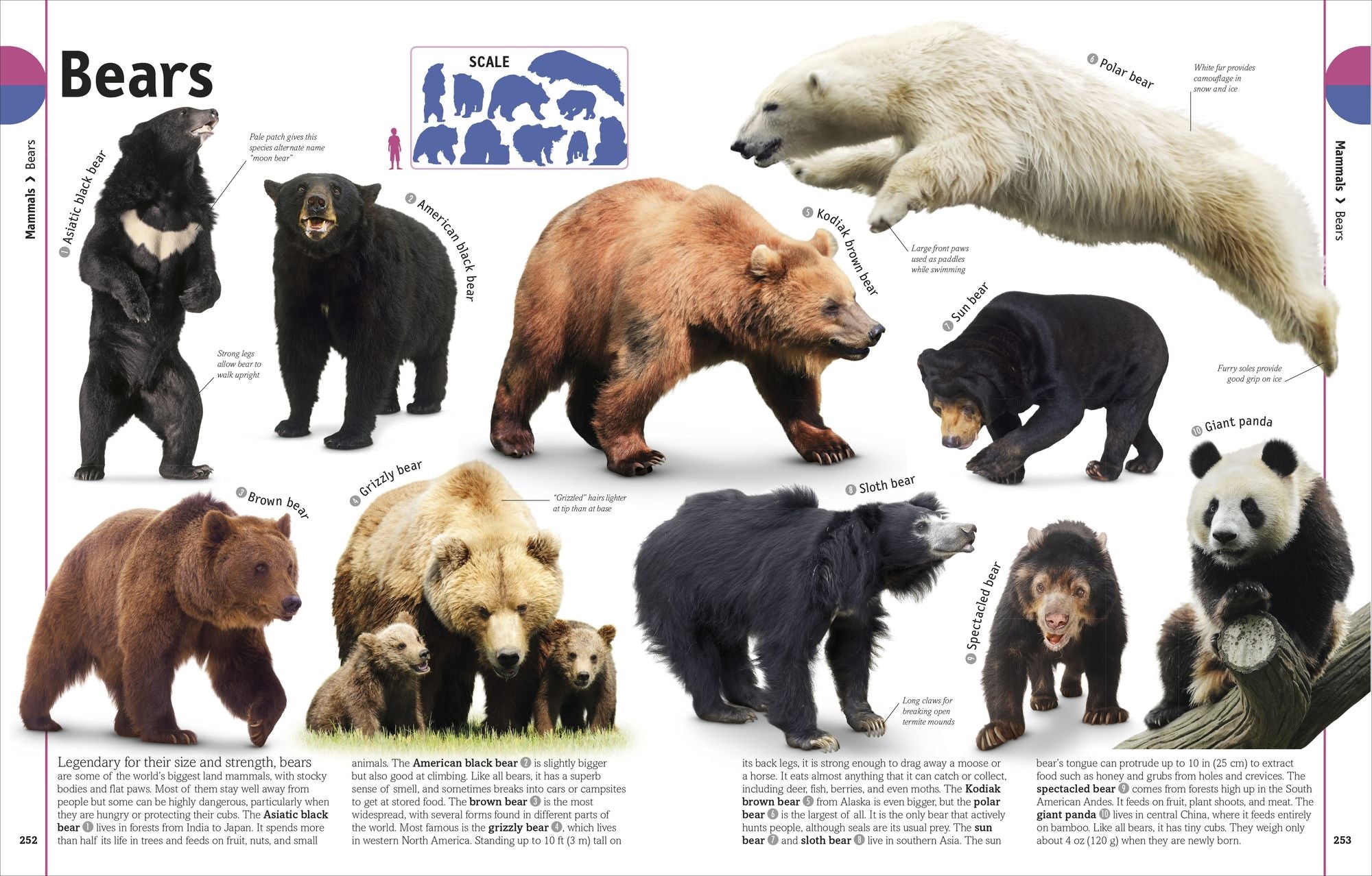 The Animal Book: A Visual Animal Kingdom Encyclopedia for Kids
