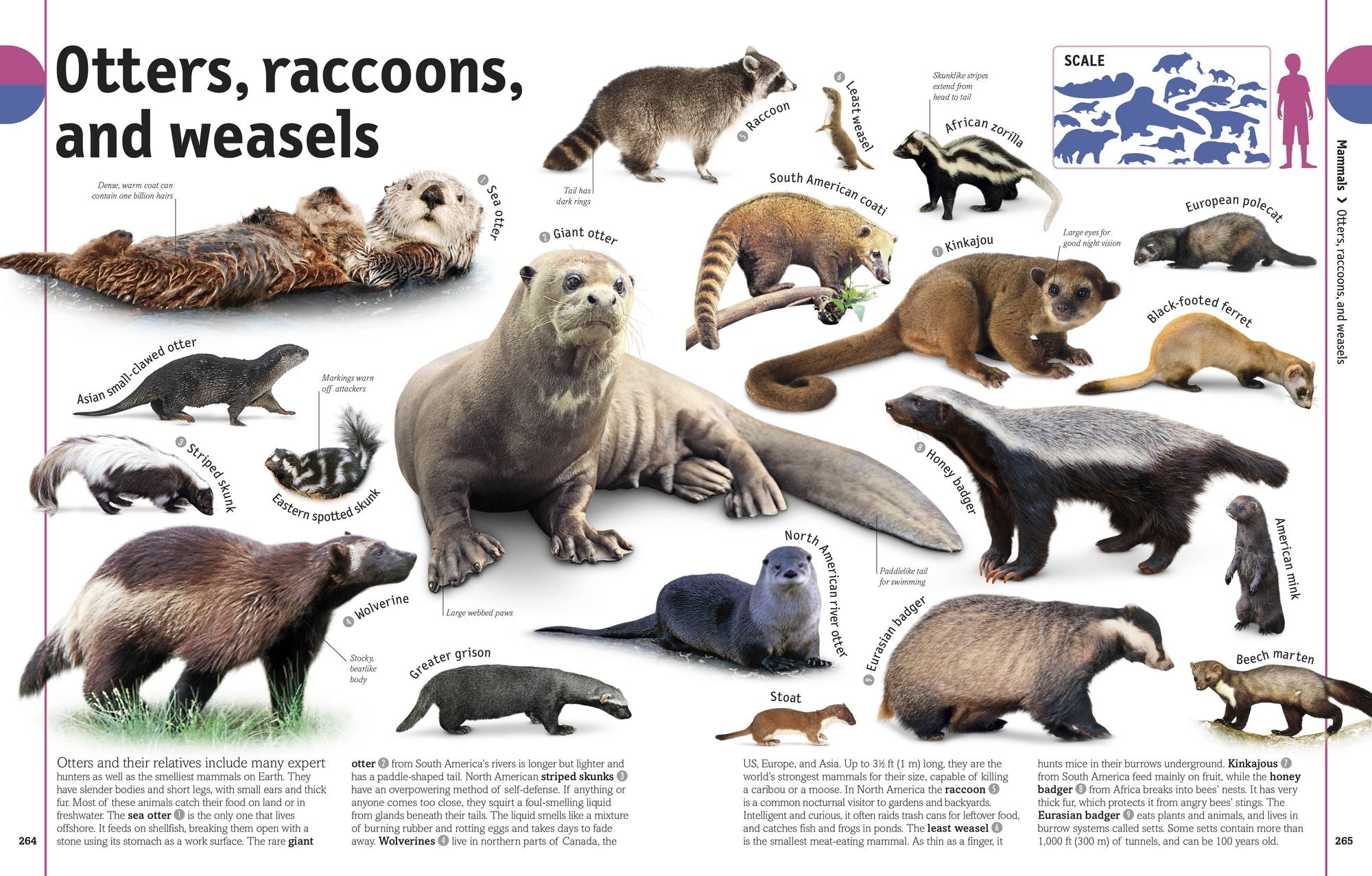 The Animal Book: A Visual Animal Kingdom Encyclopedia for Kids