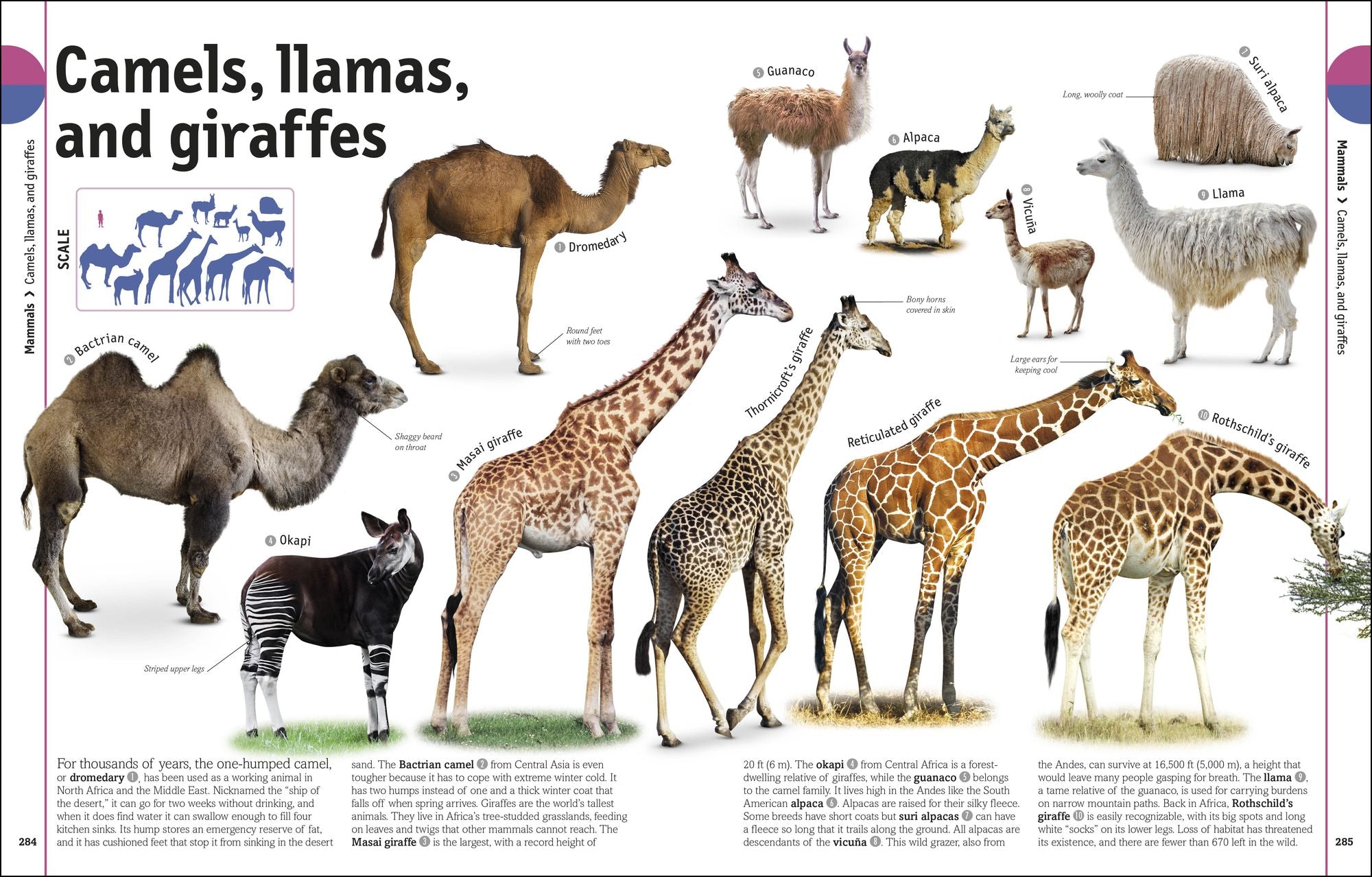 The Animal Book: A Visual Animal Kingdom Encyclopedia for Kids