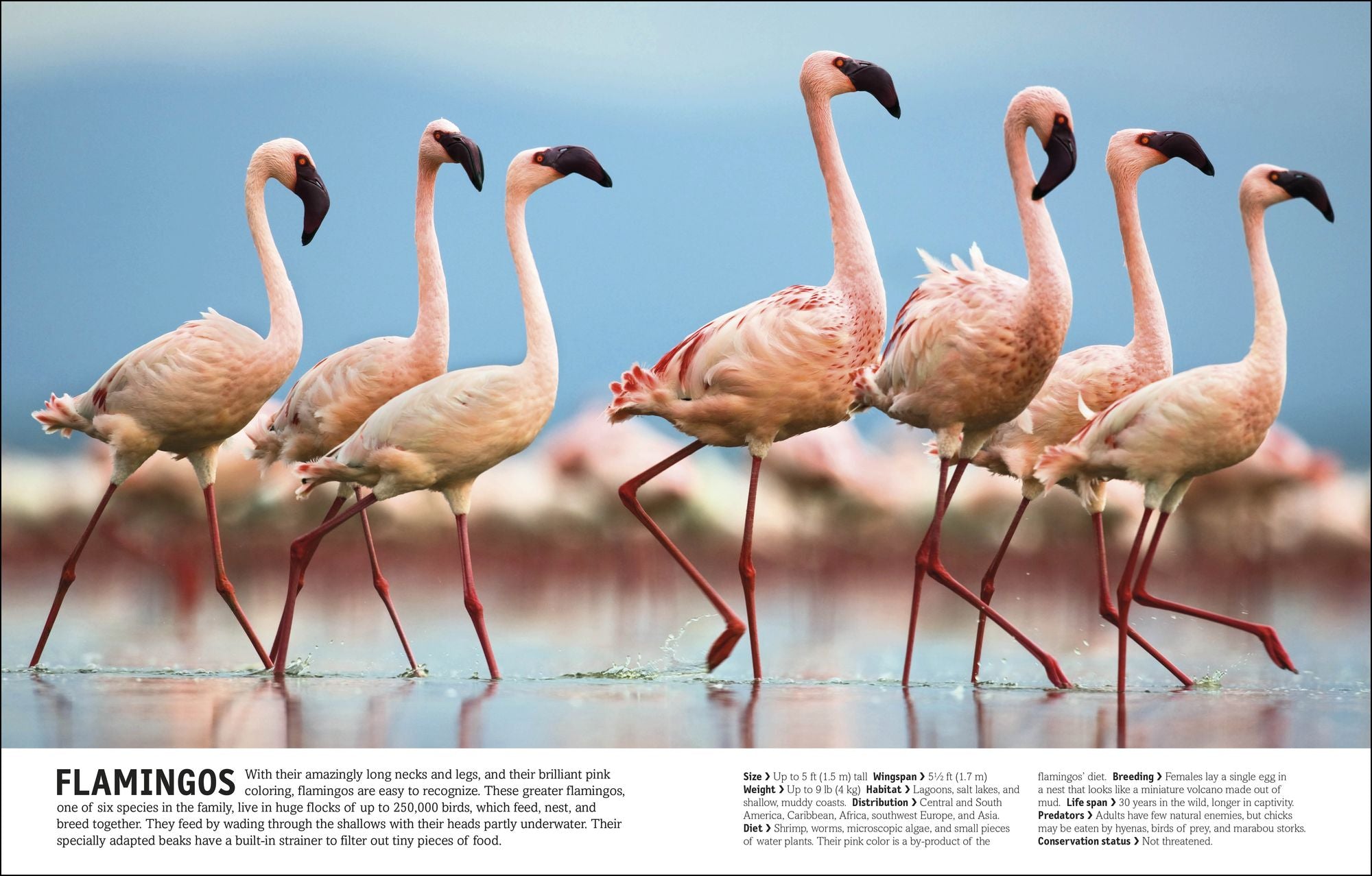 The Animal Book: A Visual Animal Kingdom Encyclopedia for Kids