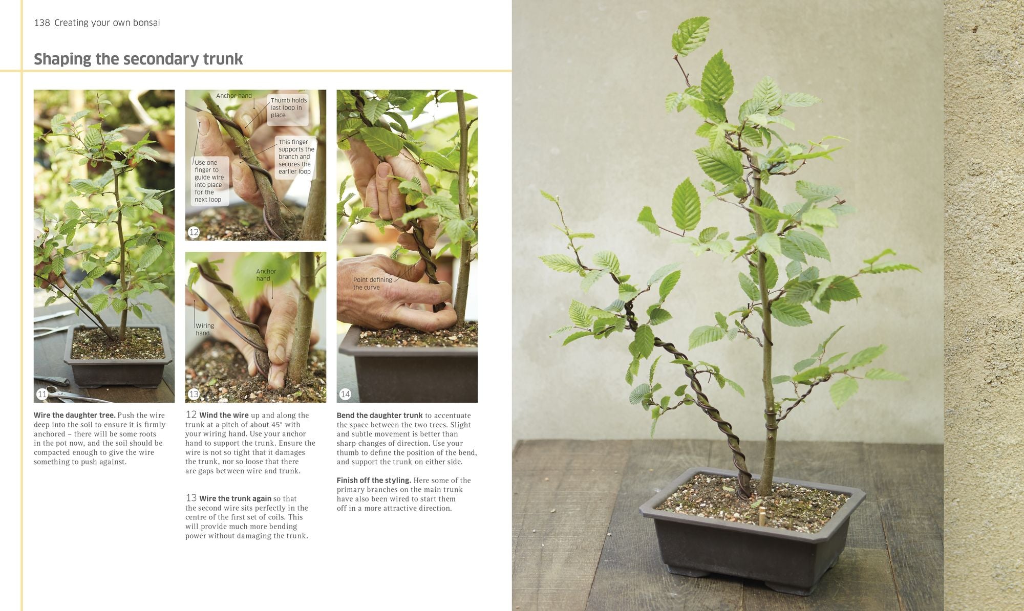 Bonsai