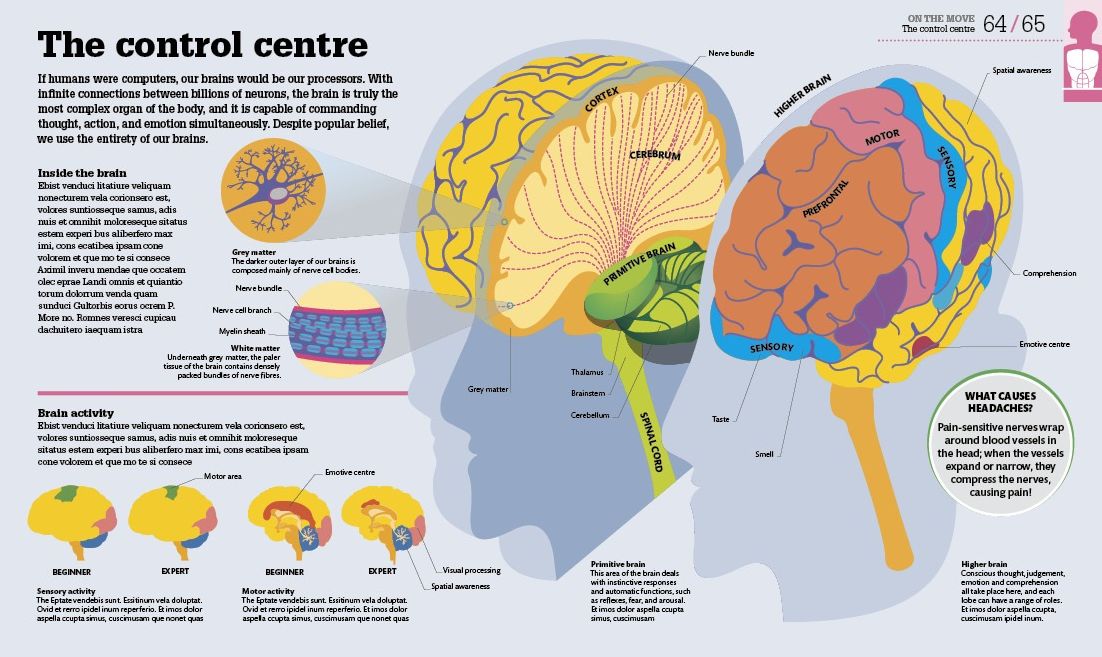 How the Body Works: The Facts Simply Explained