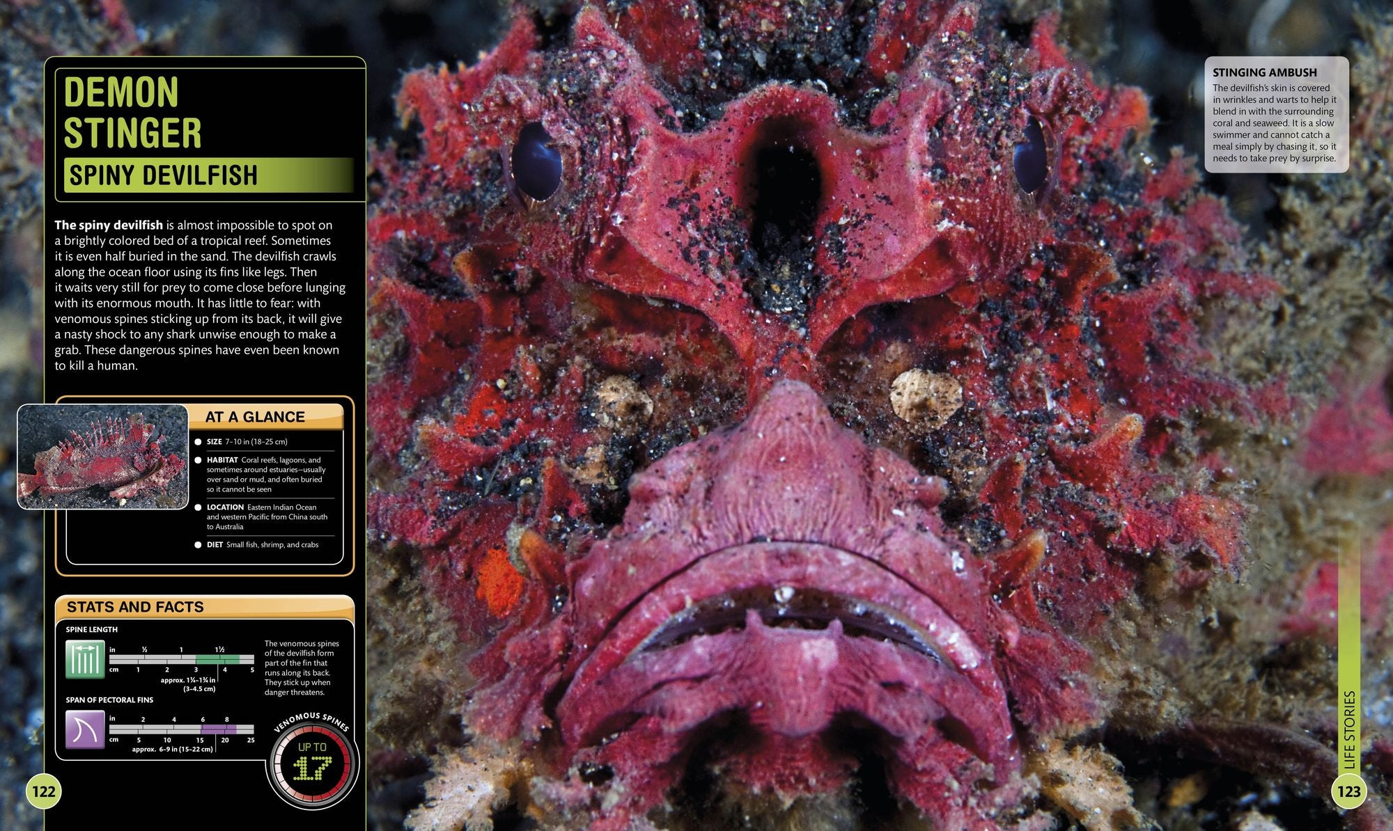 Super Shark Encyclopedia: And Other Creatures of the Deep