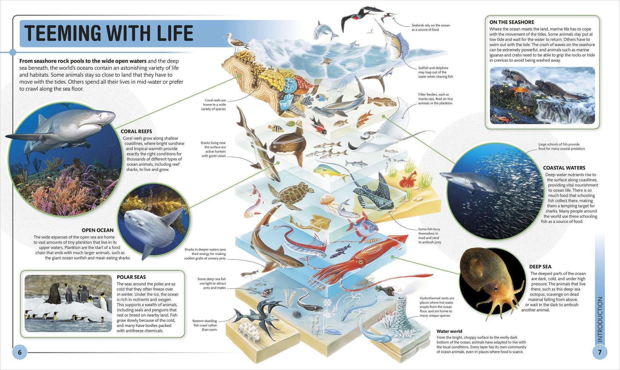 Super Shark Encyclopedia: And Other Creatures of the Deep