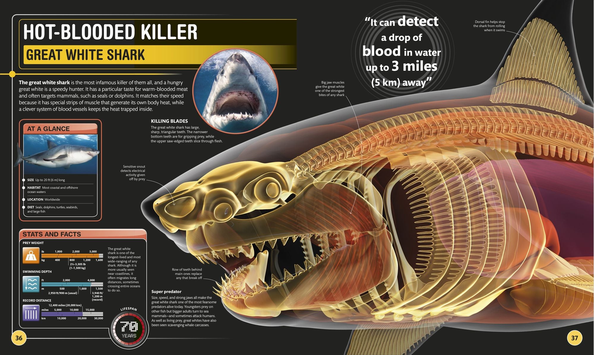 Super Shark Encyclopedia: And Other Creatures of the Deep