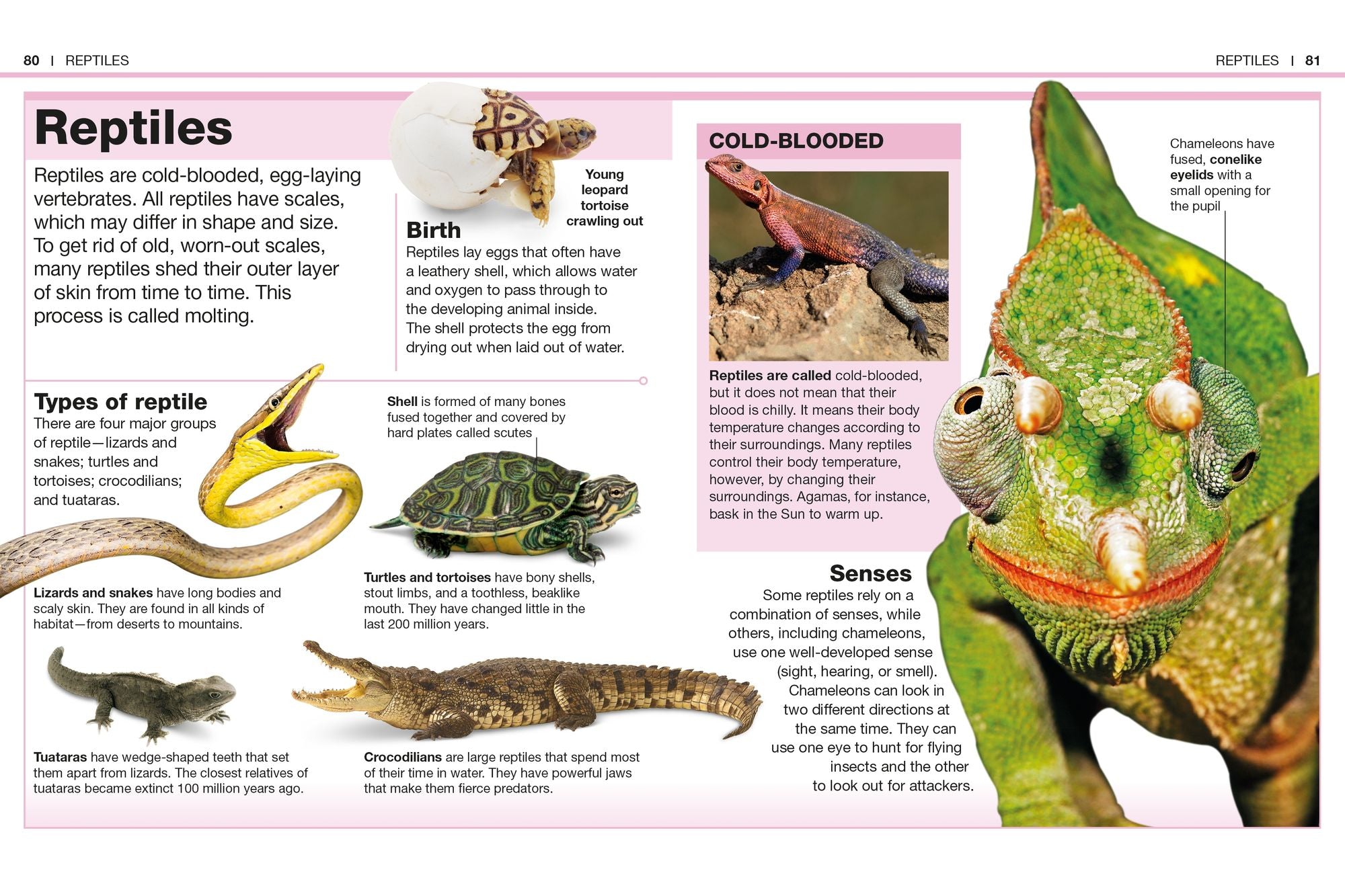 Pocket Genius Animals: Facts at Your Fingertips