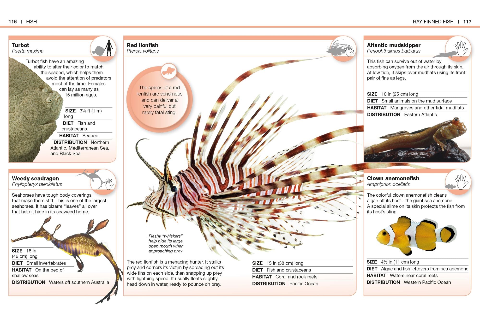 Pocket Genius Animals: Facts at Your Fingertips