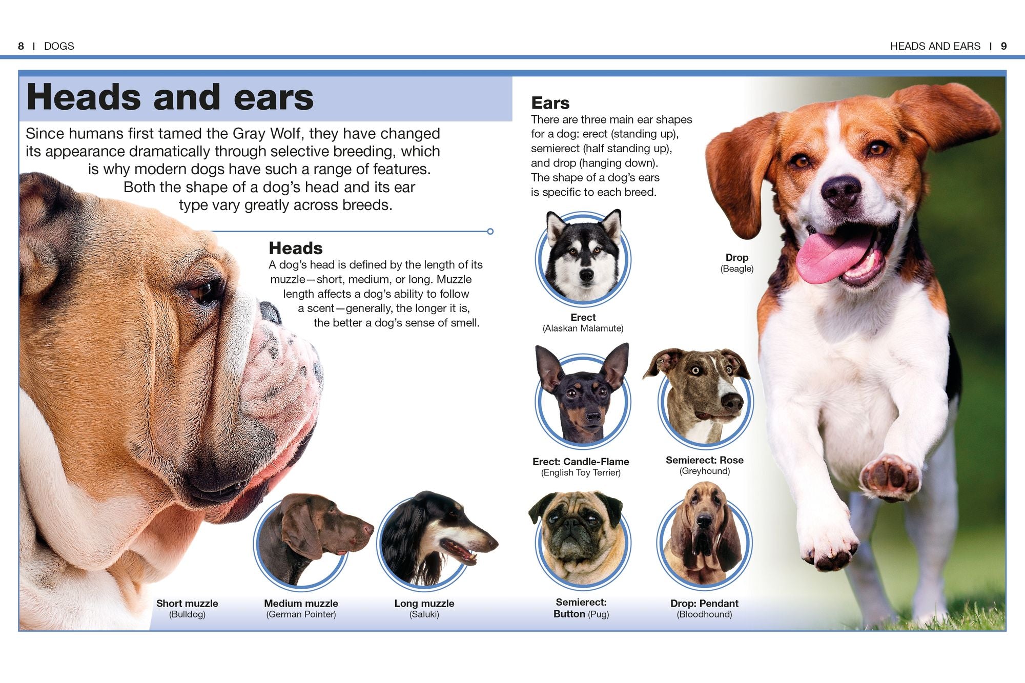 Pocket Genius Dogs: Facts at Your Fingertips