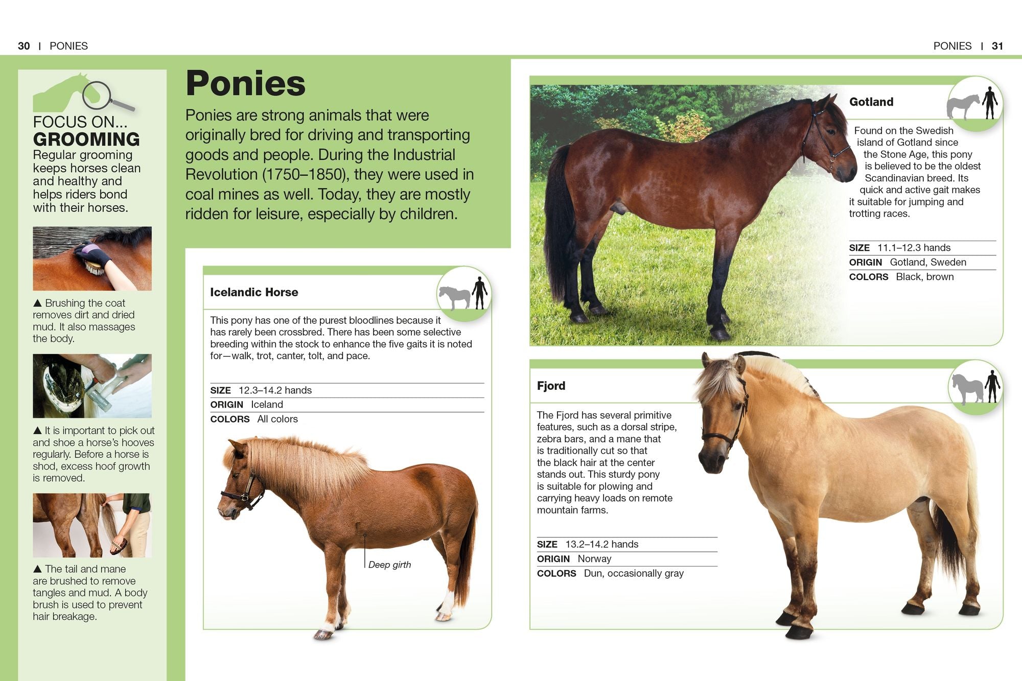 Pocket Genius Horses: Facts at Your Fingertips