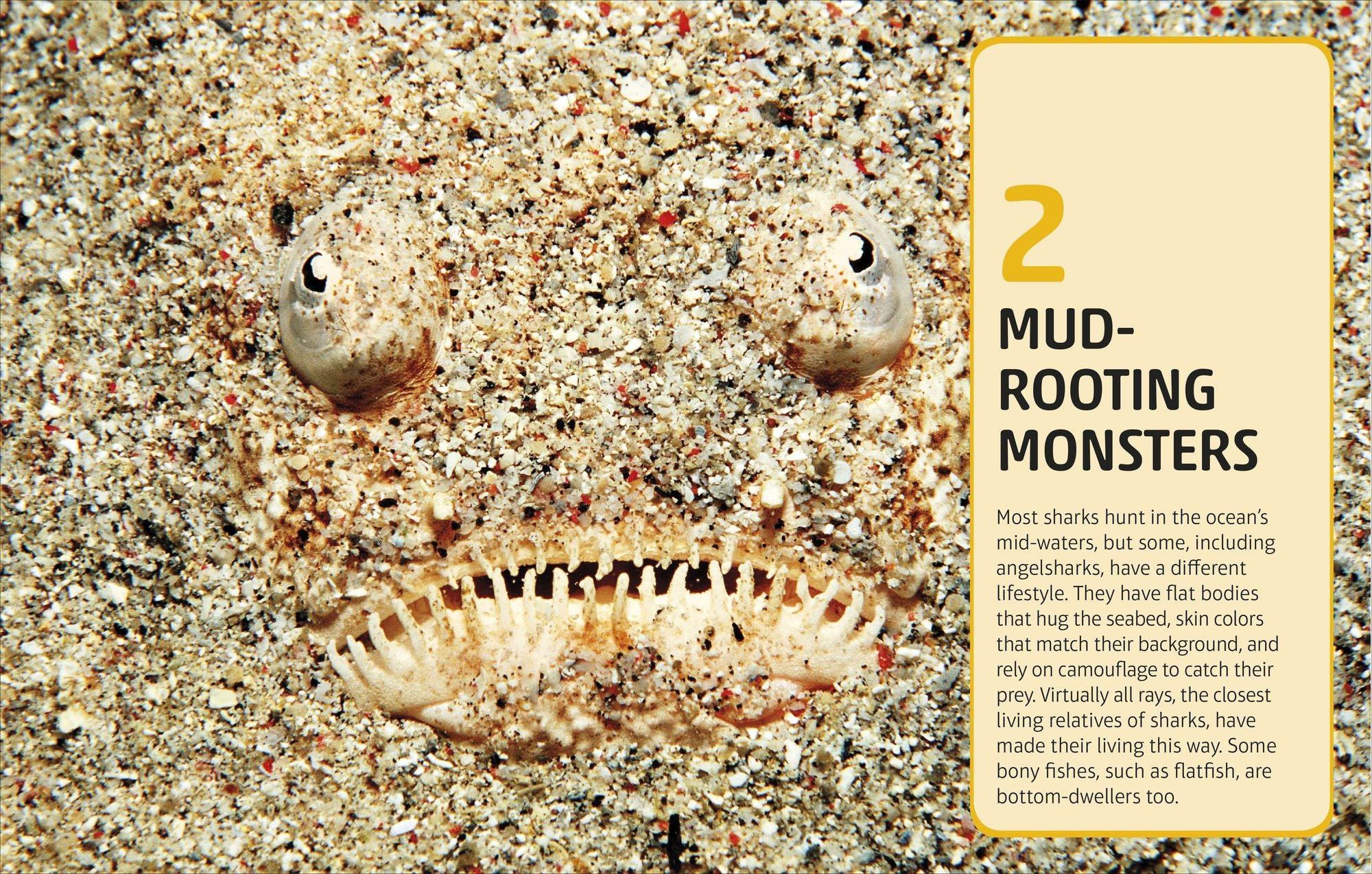 Sharks and Other Deadly Ocean Creatures