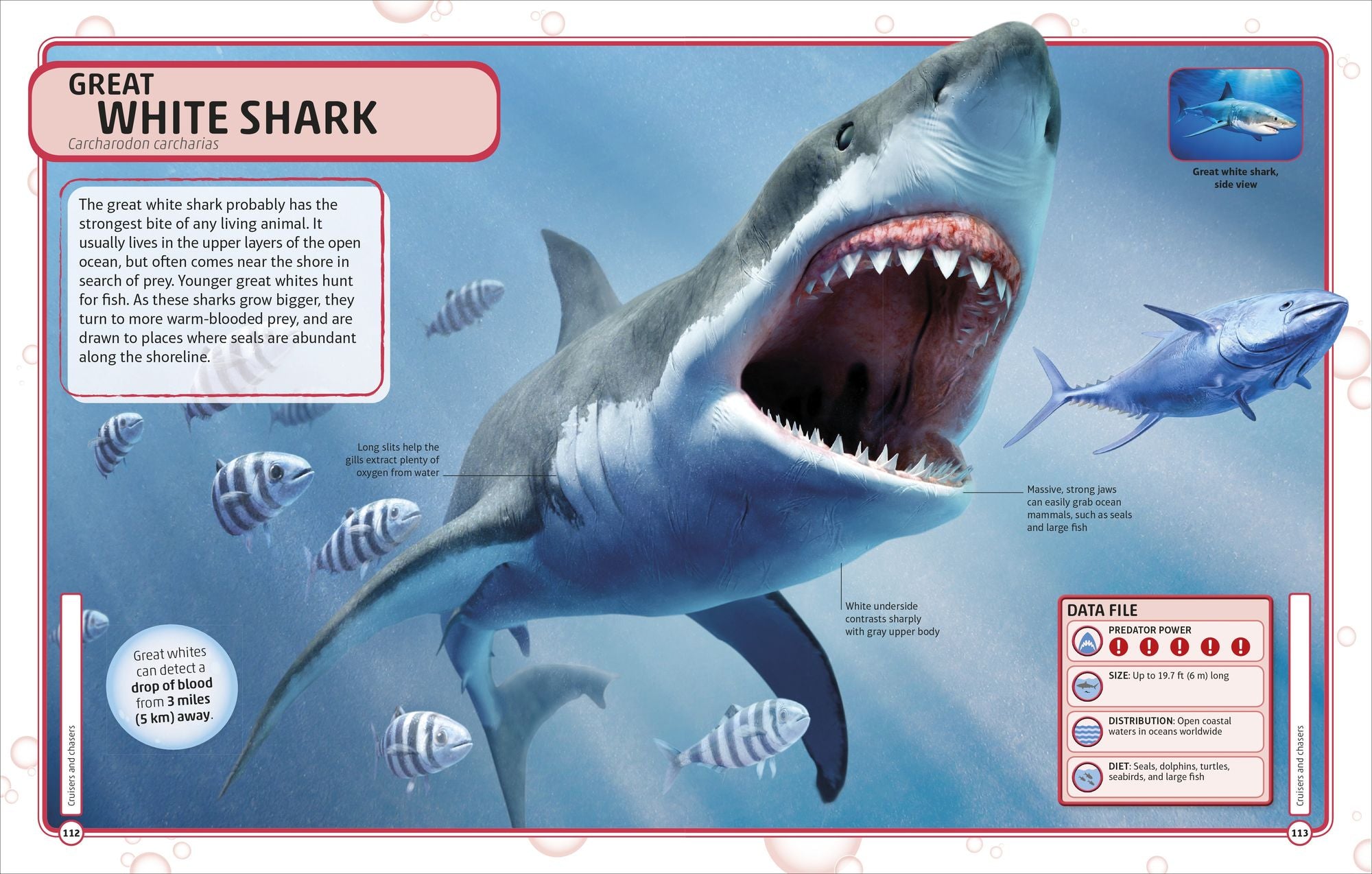 Sharks and Other Deadly Ocean Creatures