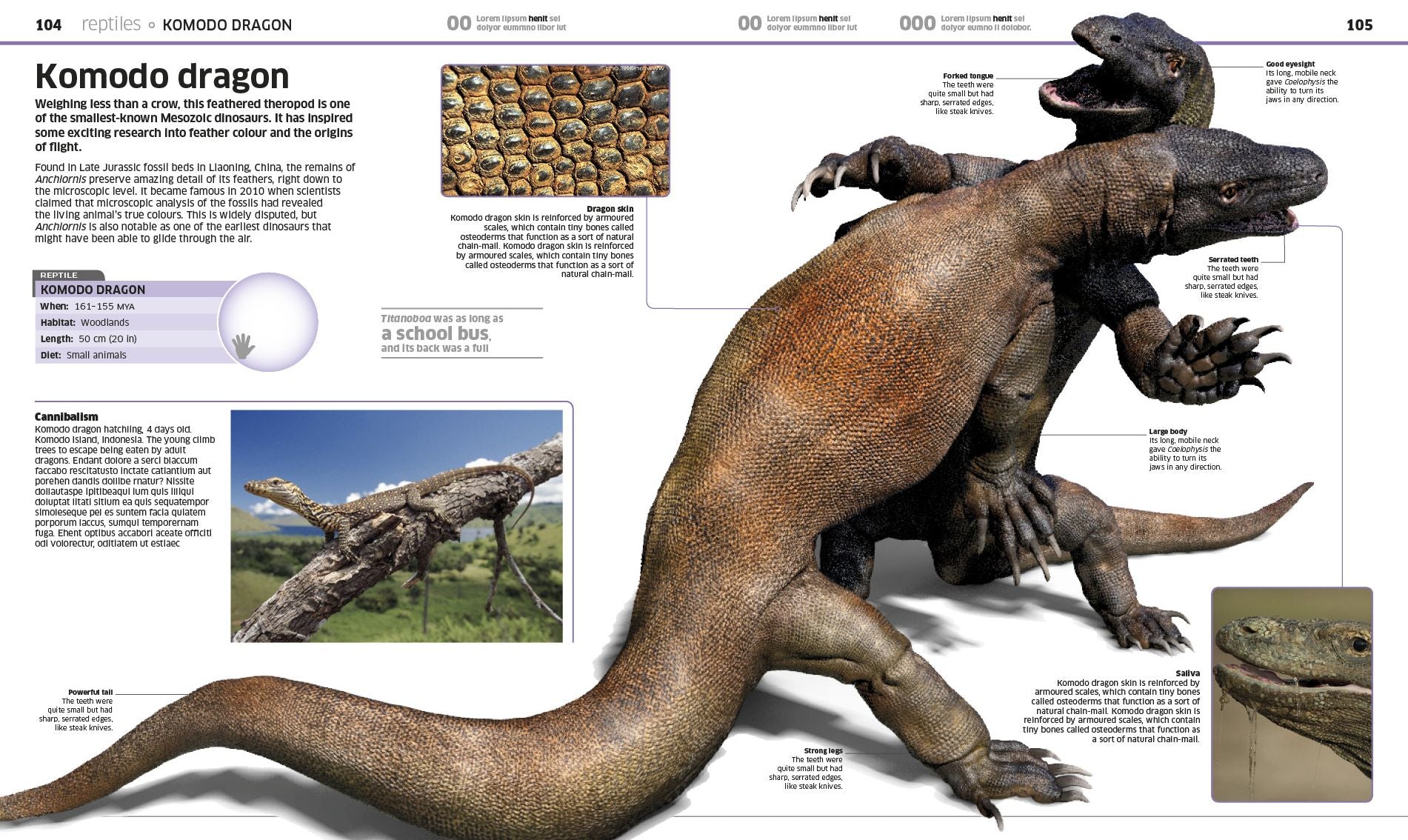 Knowledge Encyclopedia Animal!: The Animal Kingdom as You've Never Seen It Before