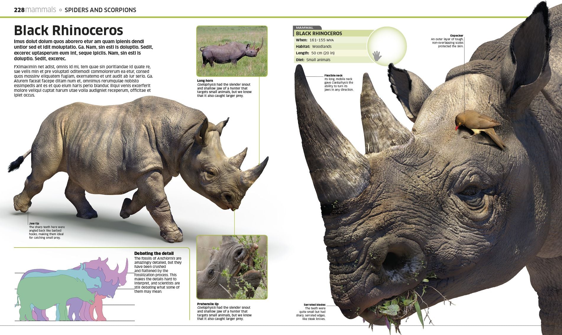 Knowledge Encyclopedia Animal!: The Animal Kingdom as You've Never Seen It Before
