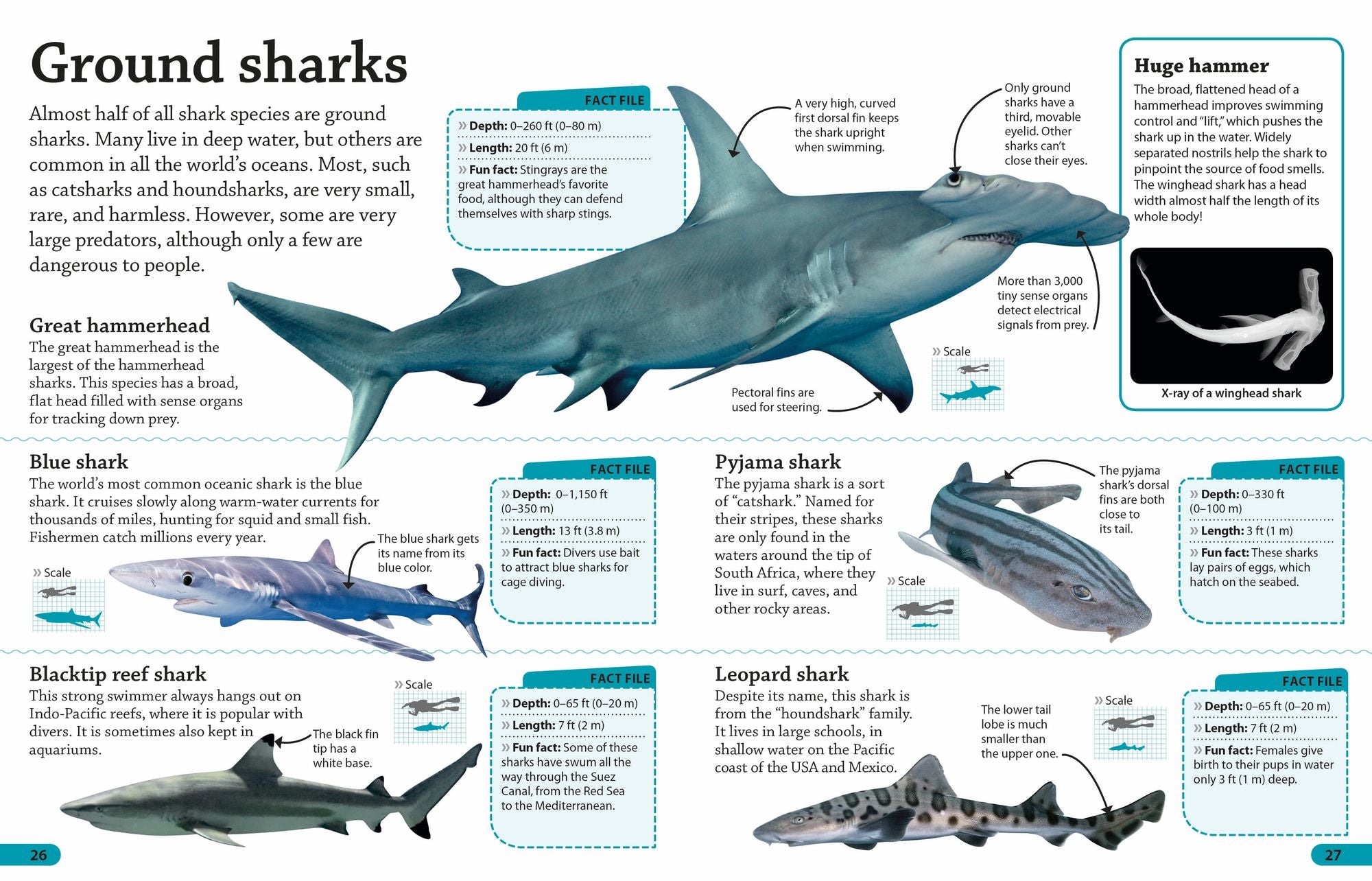 DKfindout! Sharks