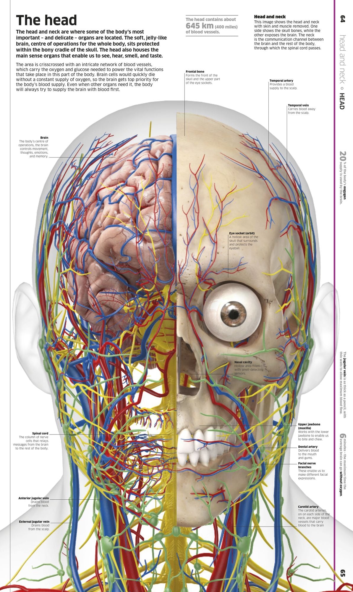 Knowledge Encyclopedia Human Body!: Human Anatomy as You've Never Seen It Before