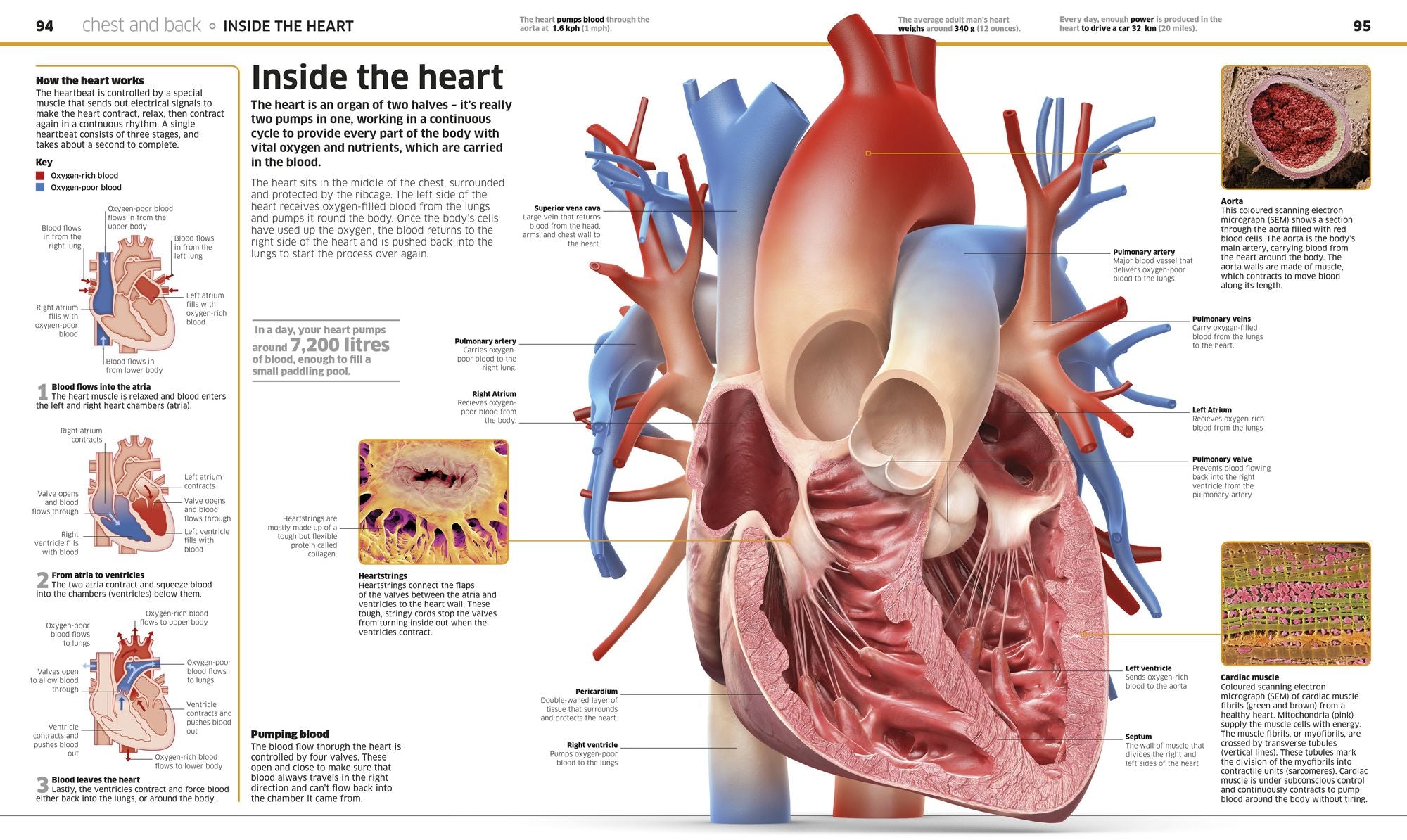 Knowledge Encyclopedia Human Body!: Human Anatomy as You've Never Seen It Before