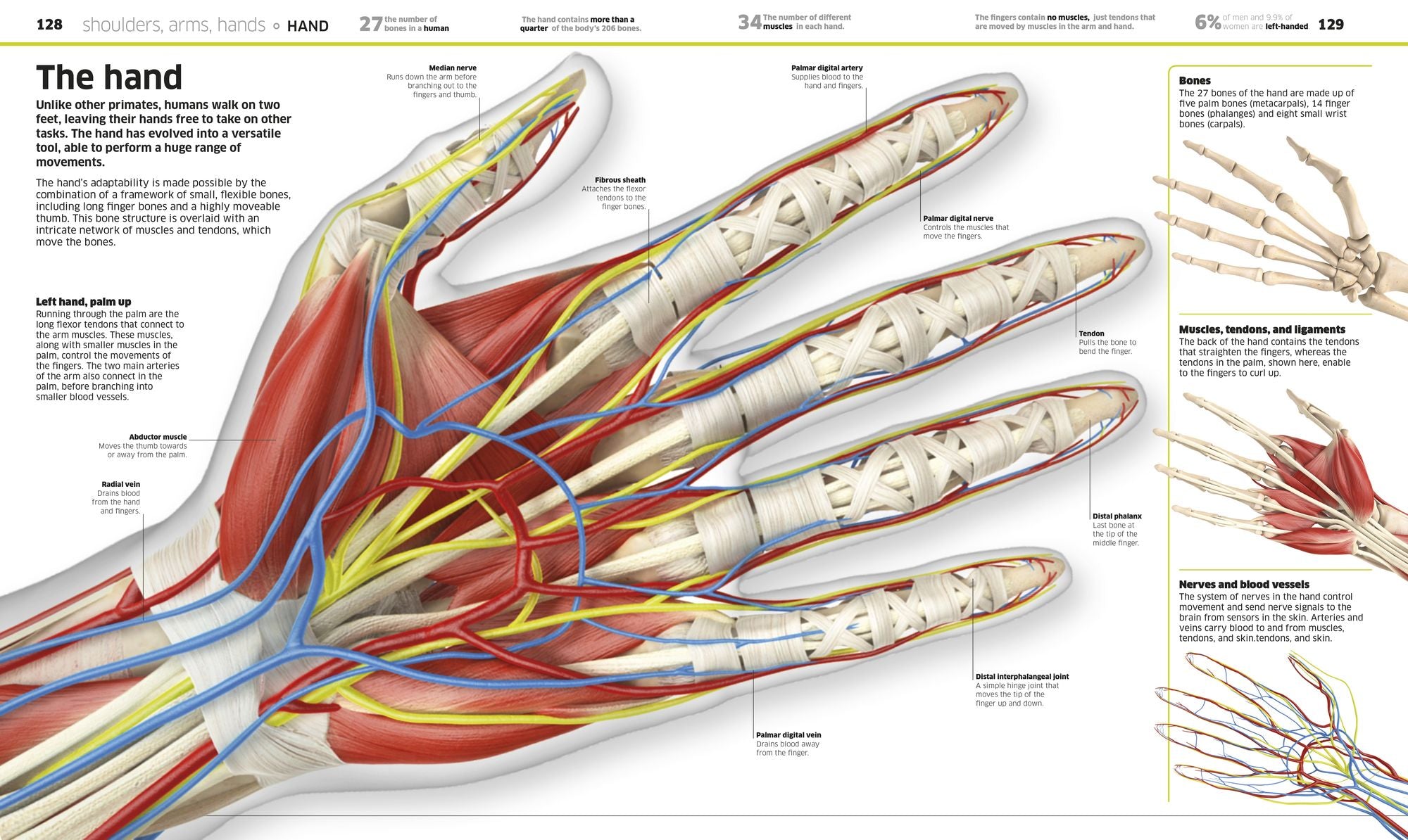 Knowledge Encyclopedia Human Body!: Human Anatomy as You've Never Seen It Before
