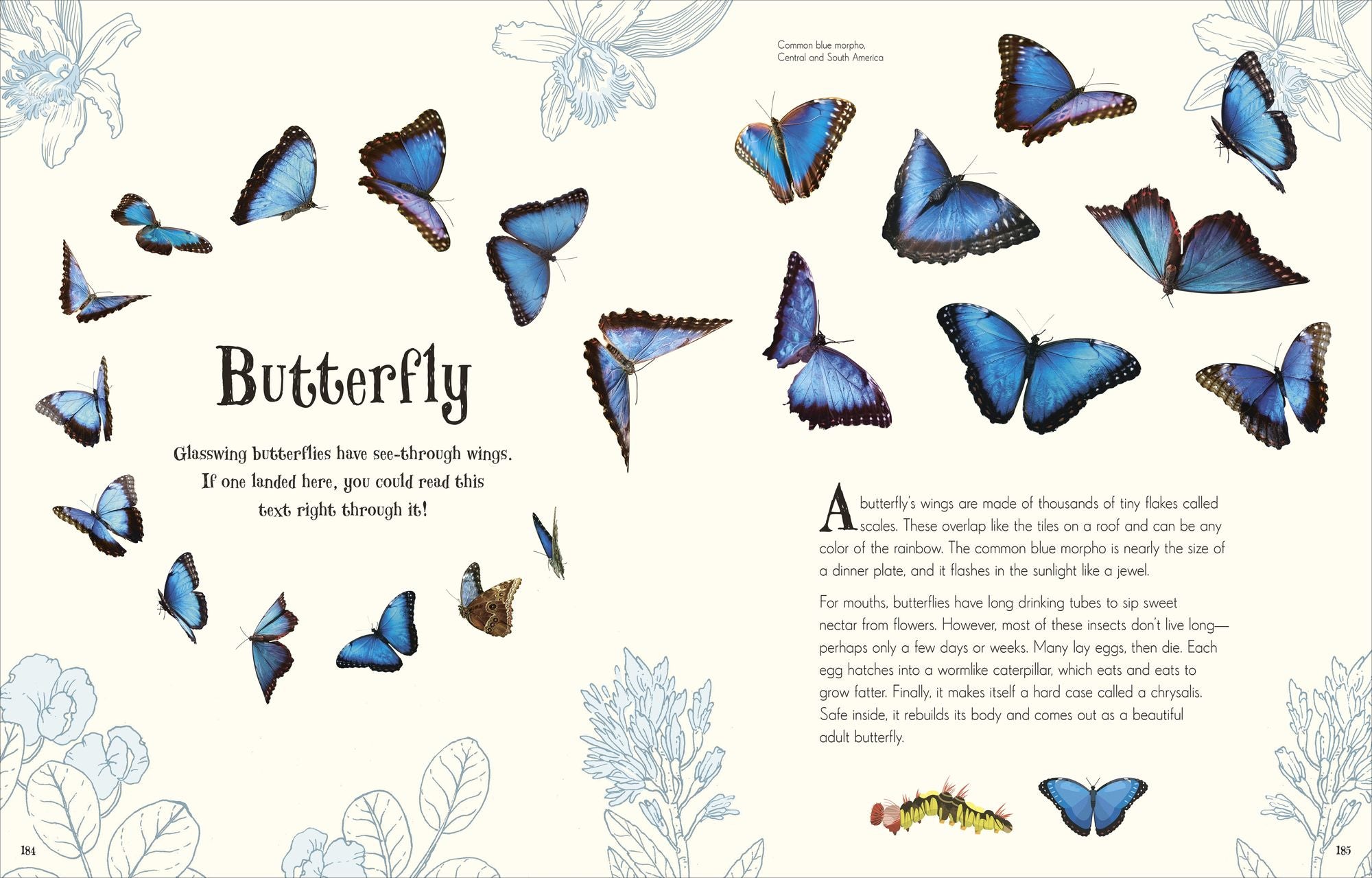 An Anthology of Intriguing Animals: Discover the Fascinating Truths of the Animal Kingdom