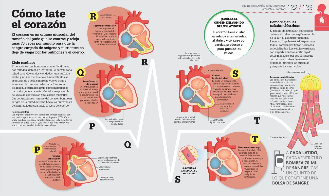 Cómo funciona el cuerpo humano (How the Body Works): Guía gráfica de nuestro organismo