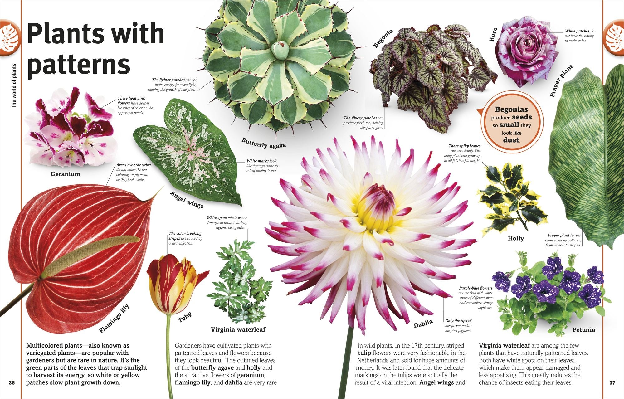 Trees, Leaves, Flowers & Seeds: A Visual Plant Encyclopedia for Kids
