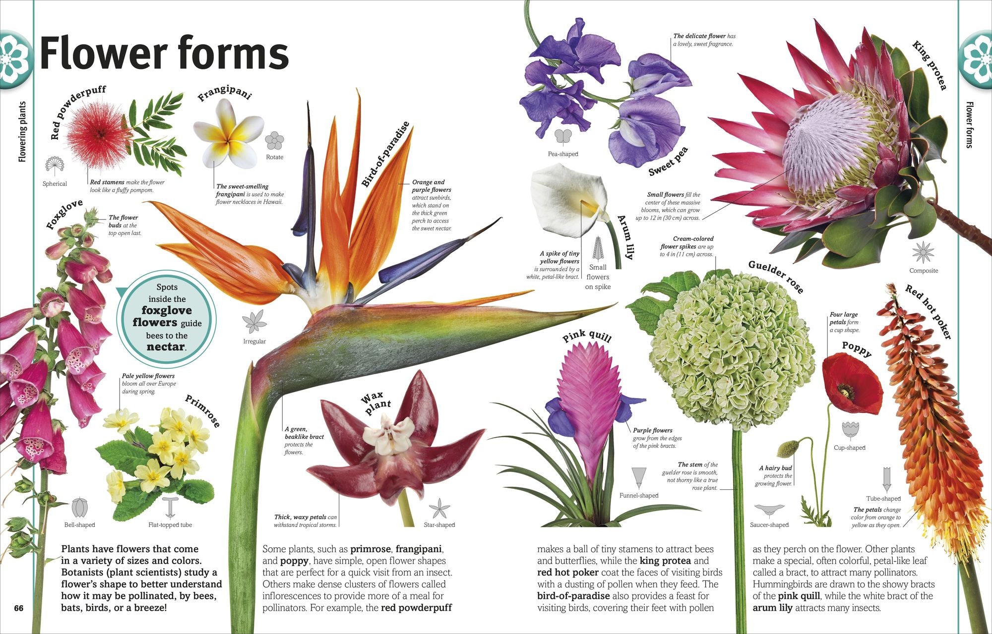 Trees, Leaves, Flowers & Seeds: A Visual Plant Encyclopedia for Kids