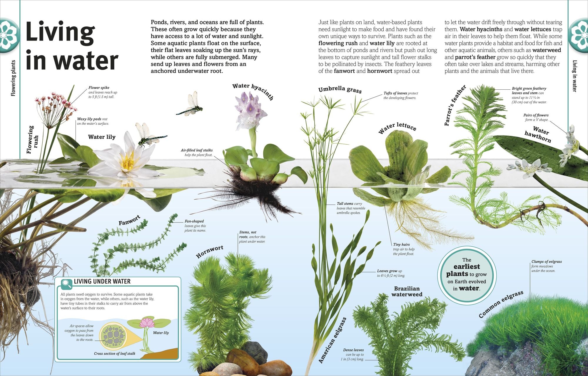 Trees, Leaves, Flowers & Seeds: A Visual Plant Encyclopedia for Kids