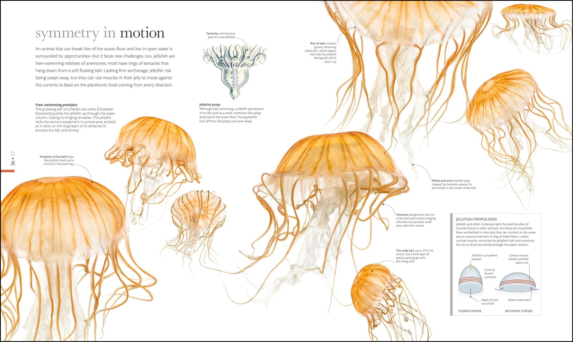 Zoology: Inside the Secret World of Animals