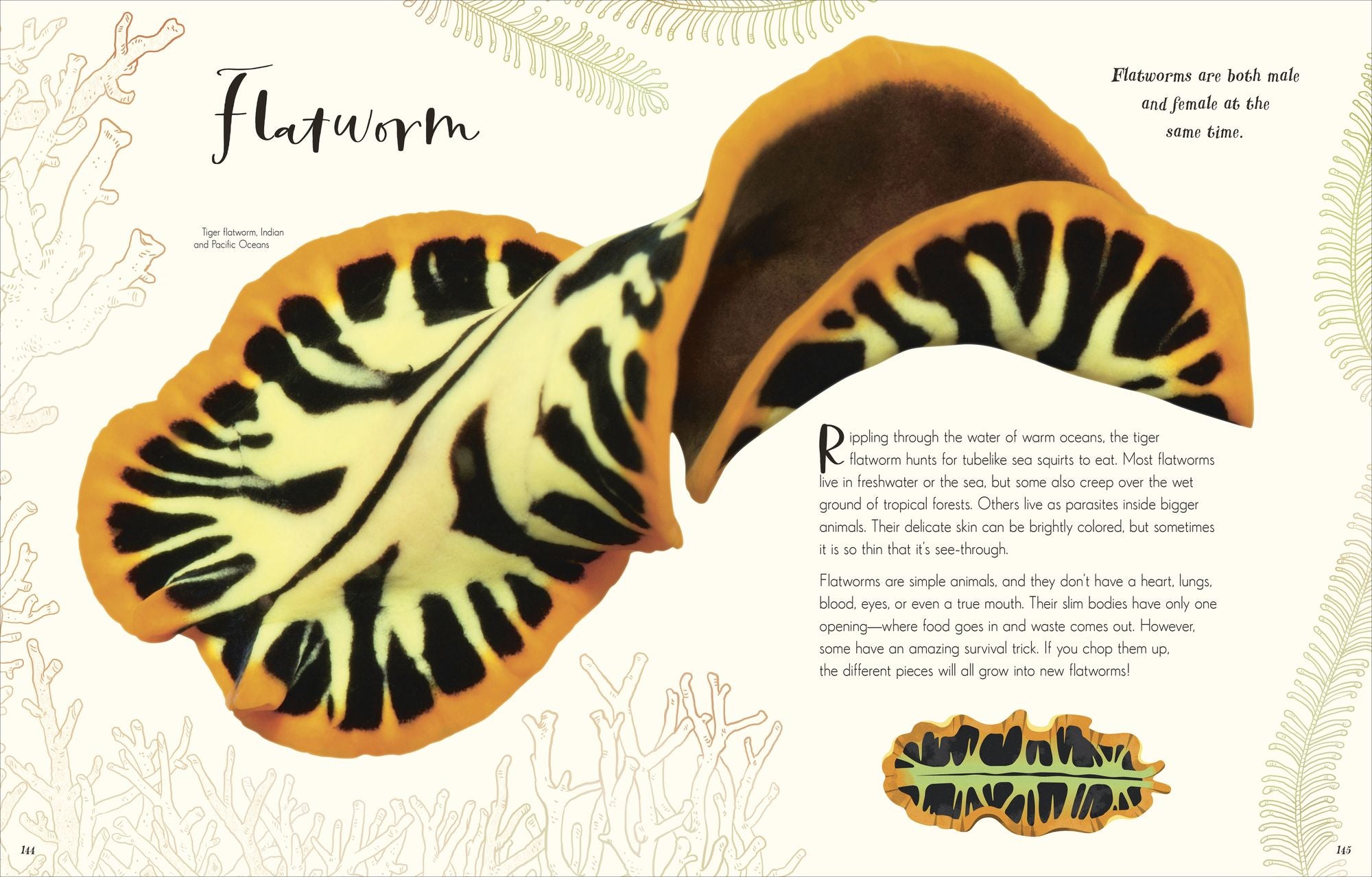The Wonders of Nature: Discover the Incredible Stories of the Natural World