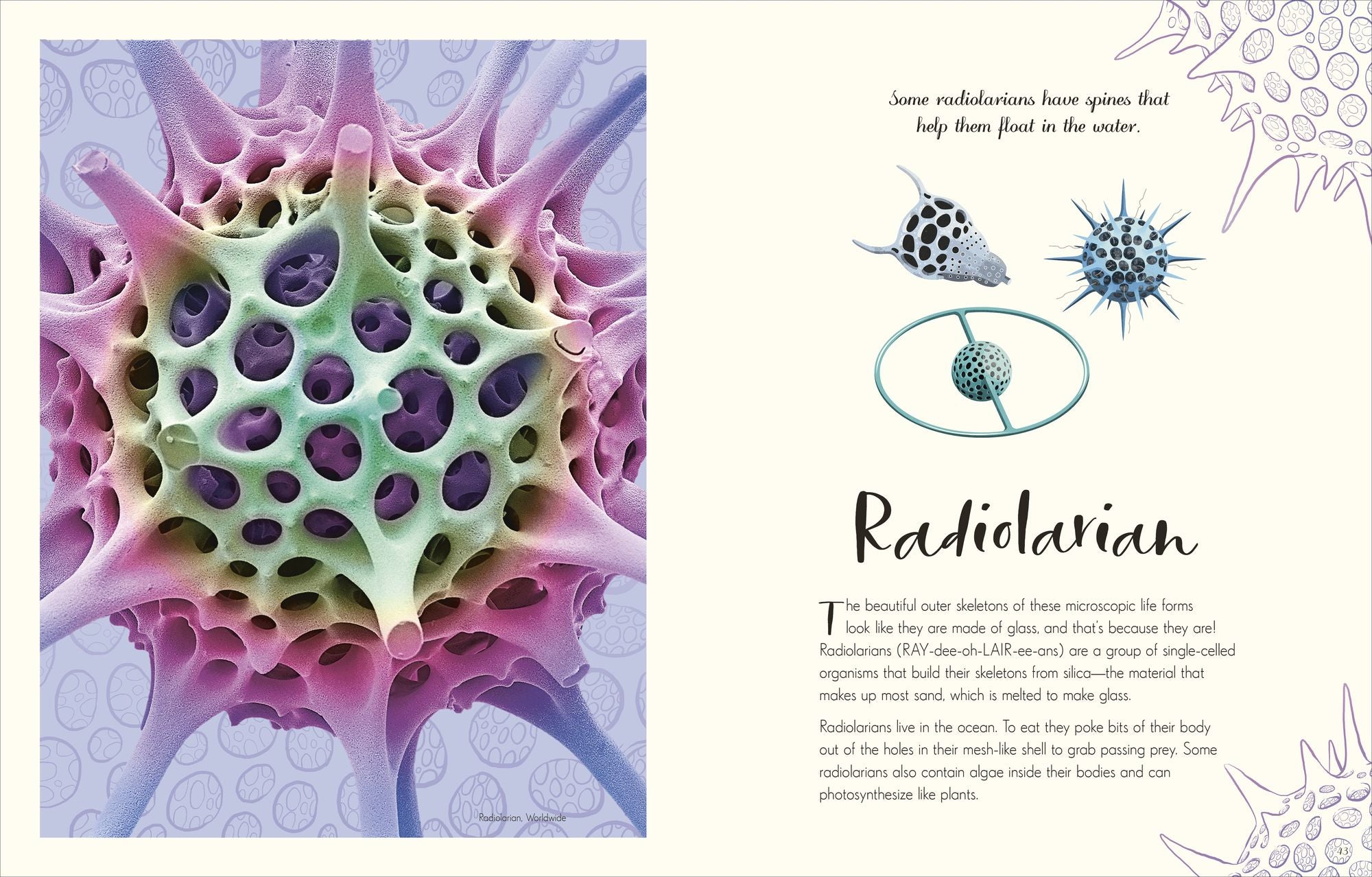 The Wonders of Nature: Discover the Incredible Stories of the Natural World